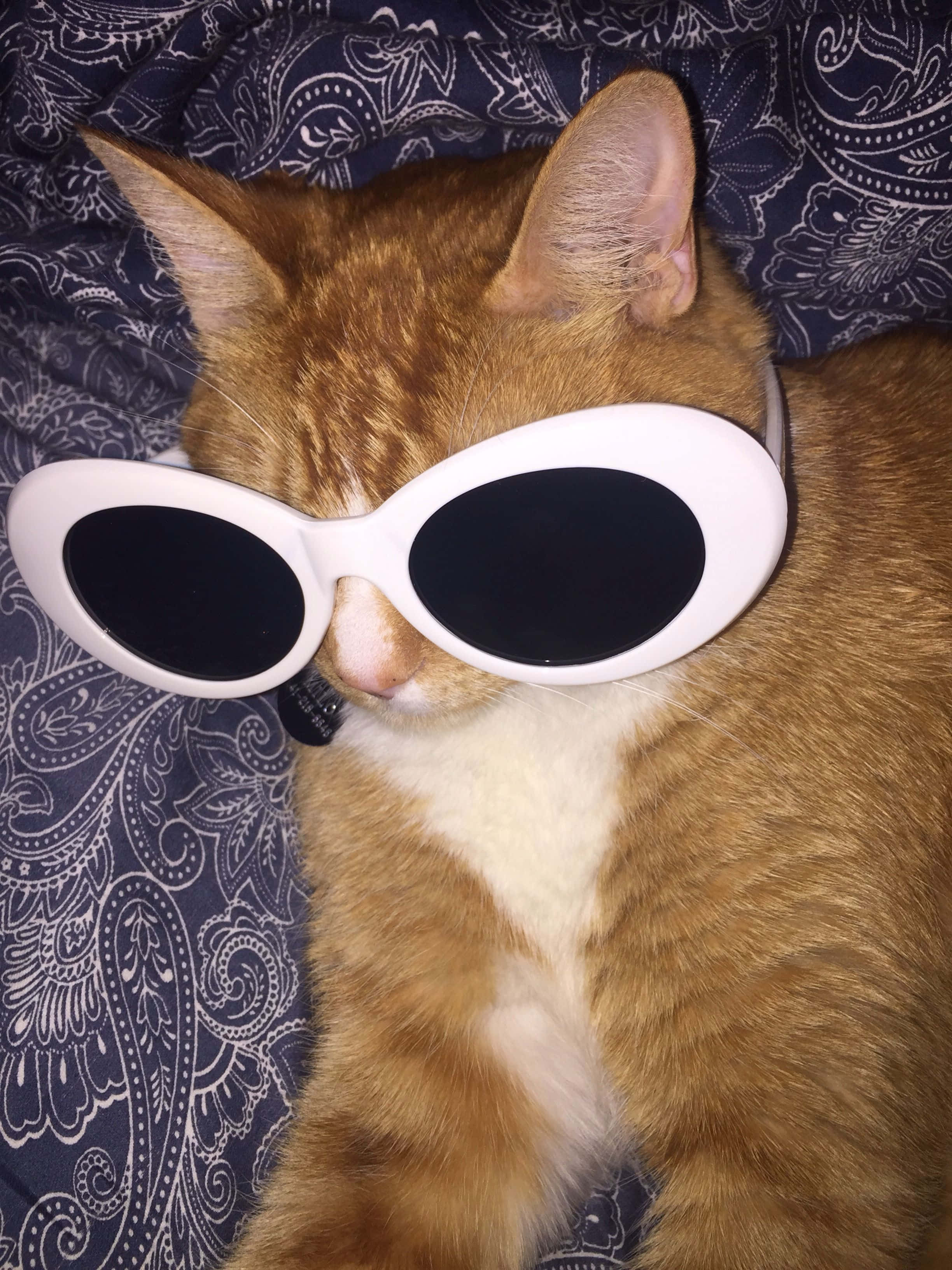 Store solbriller søt katt PFP Bakgrunner