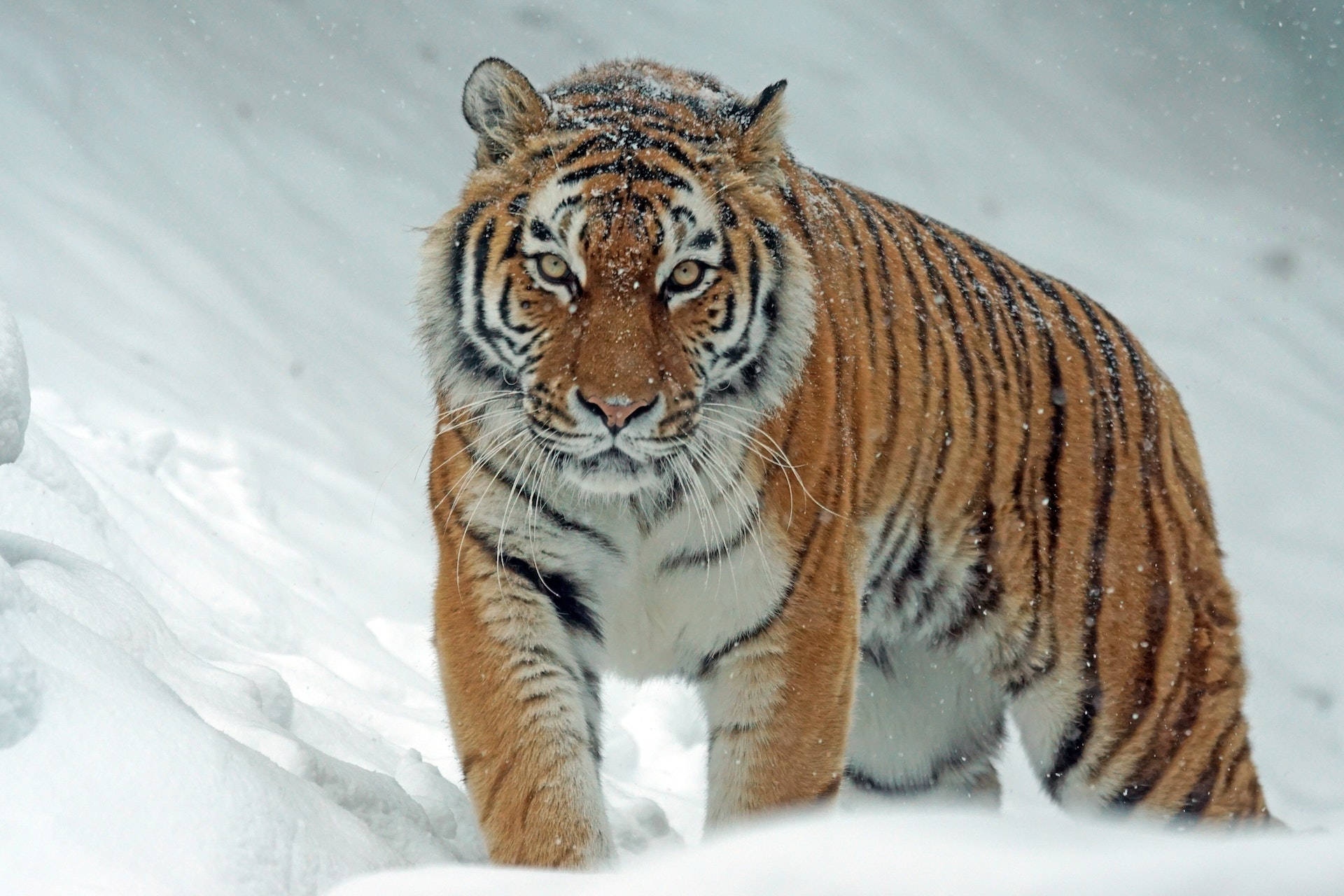 Strirende Harimau som går i snøen Bakgrunner
