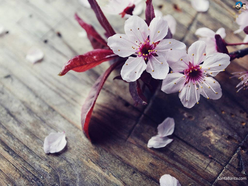 Bakgrunnsbilde med strødde kirsebærblomster