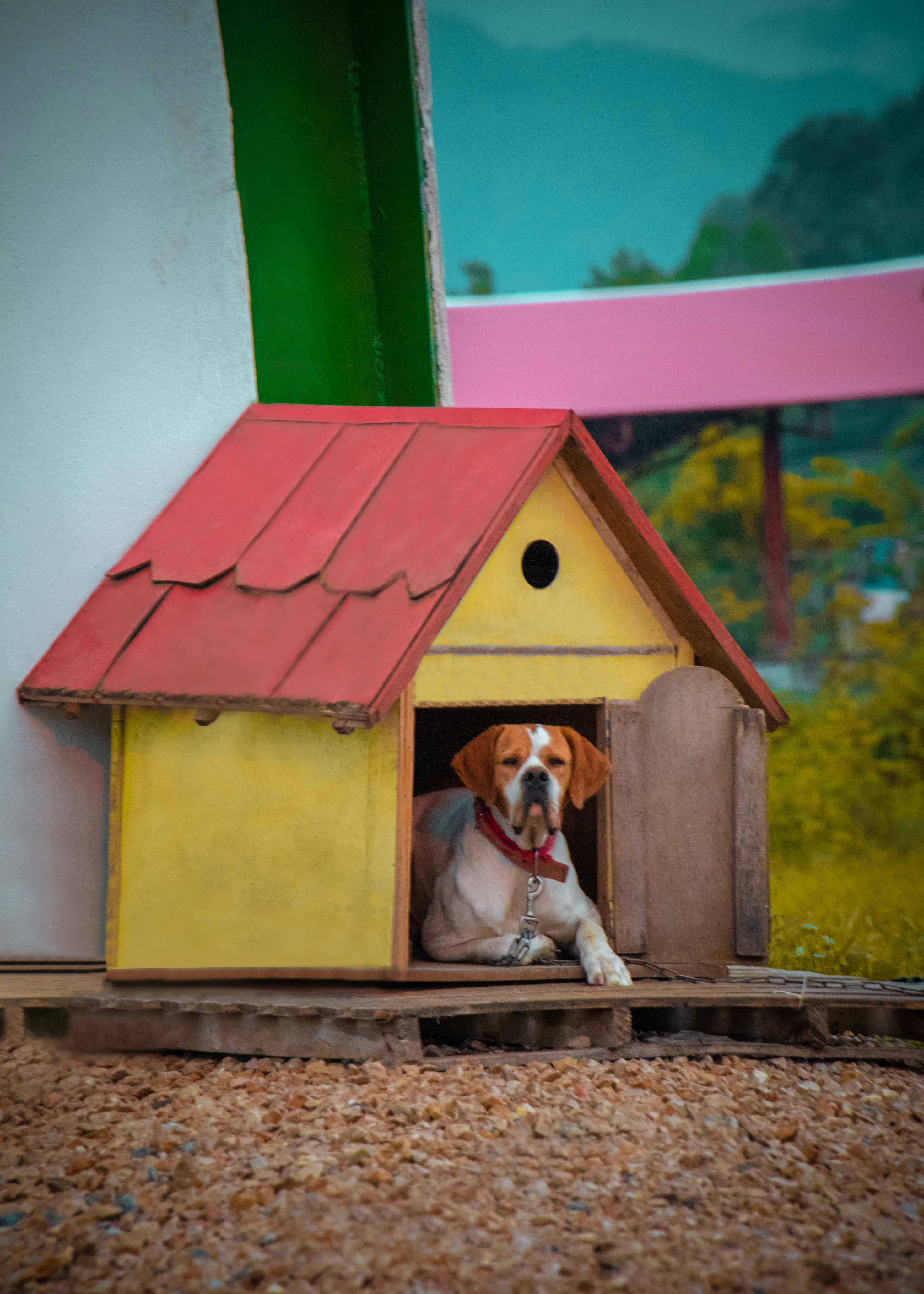 Søtt Hund Hus Bilder Bakgrunner