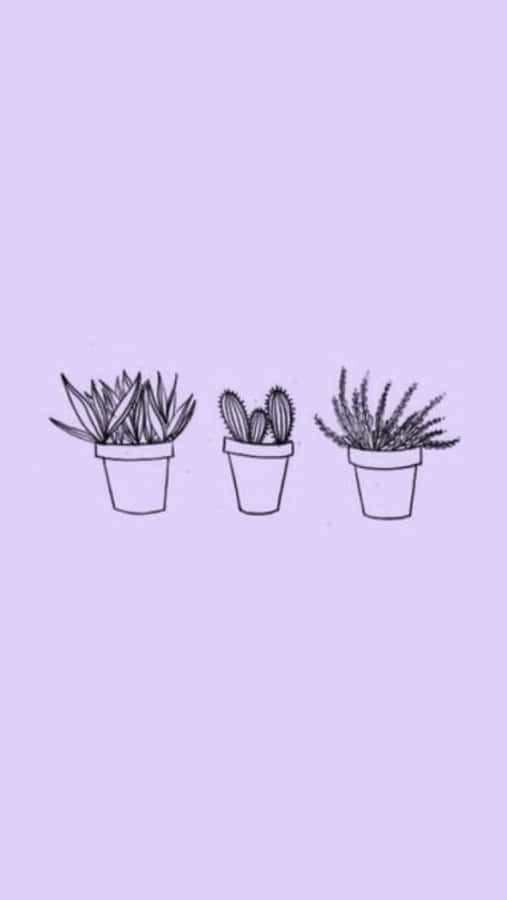 Sukkulenter Lavendel Pastell Lilla Estetisk Bakgrunn Bakgrunner