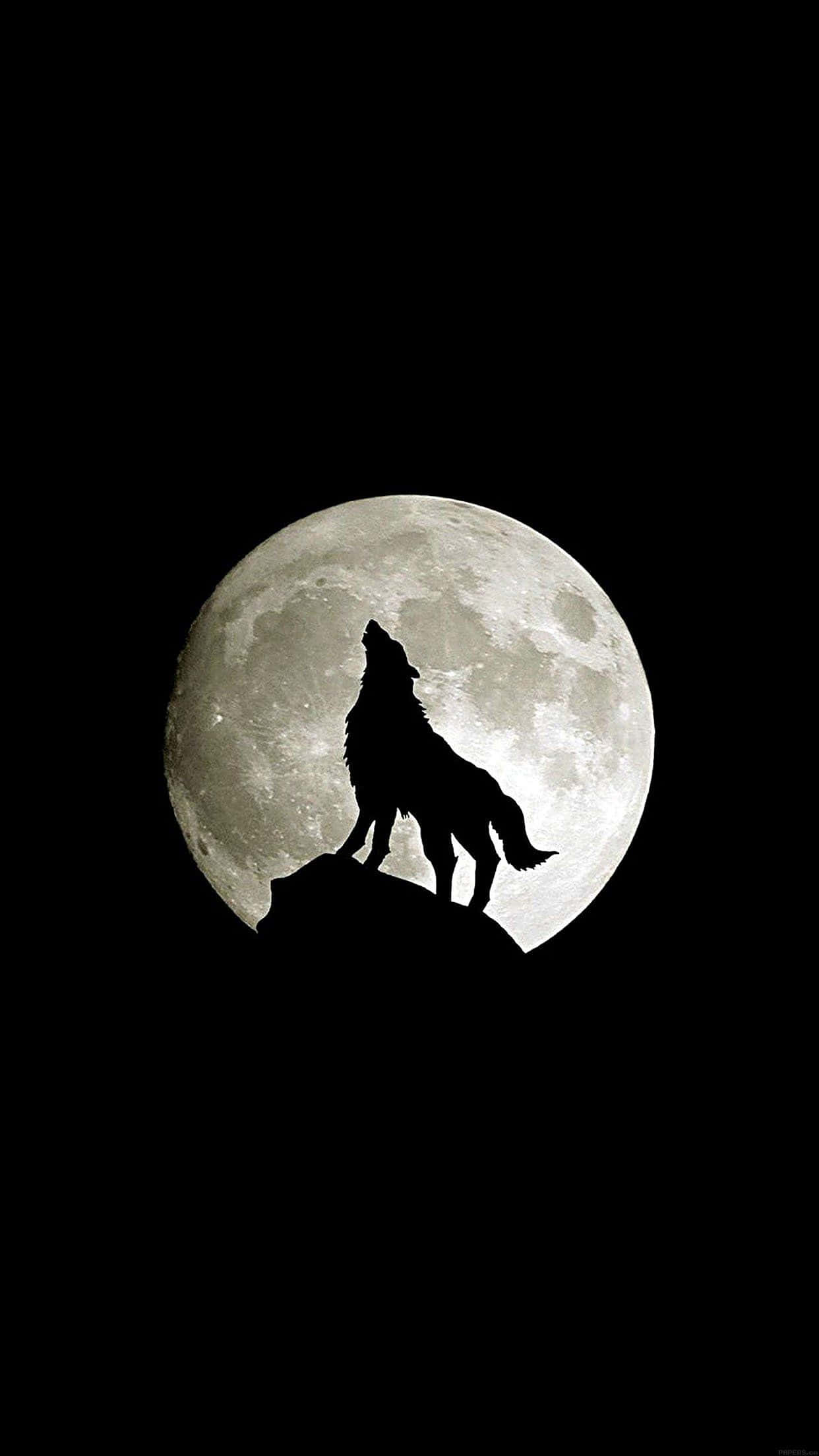 Surf gjennom villmarken med Wolf iPhone Bakgrunner