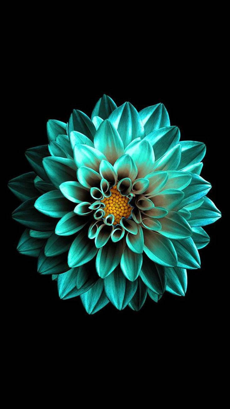 Svart AMOLED smaragdblomst Bakgrunner