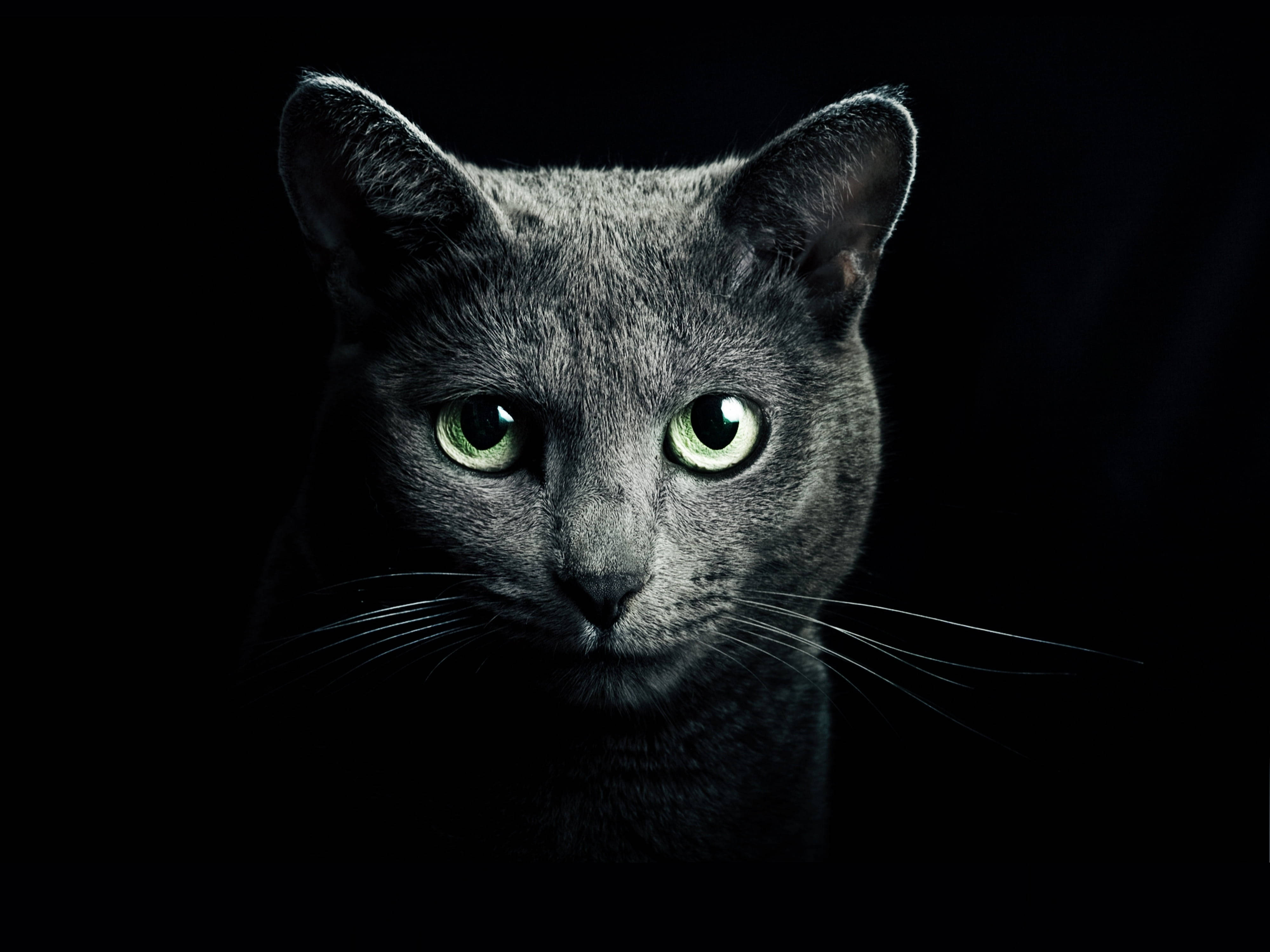 Svart bakgrunn med russisk blå katt Bakgrunner