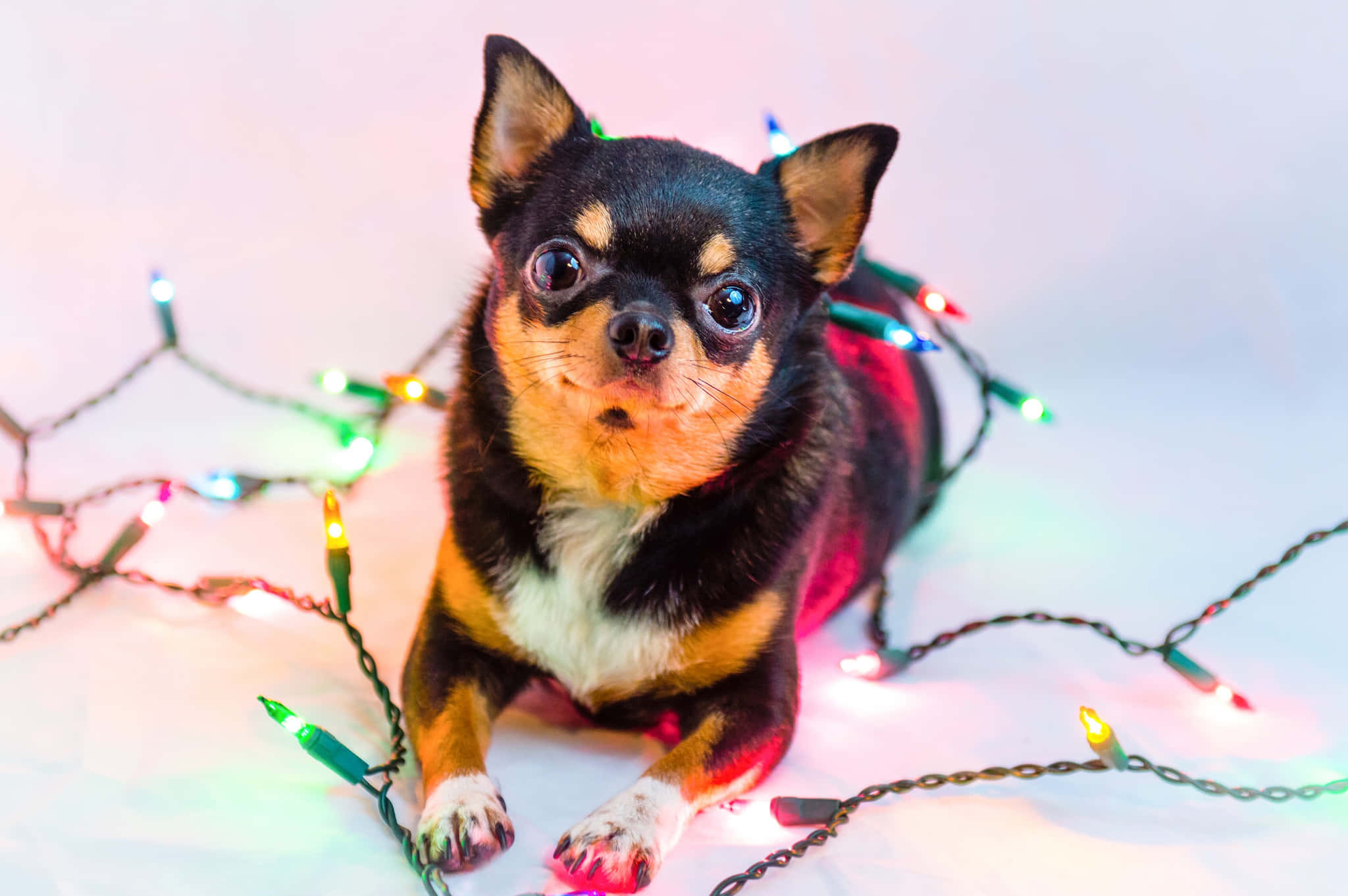 Svart chihuahua-hund som leker med julelys Bakgrunner