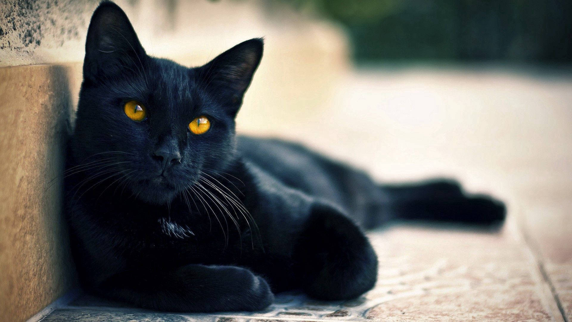 Svart dyr liggende katt bakgrunnsbilde