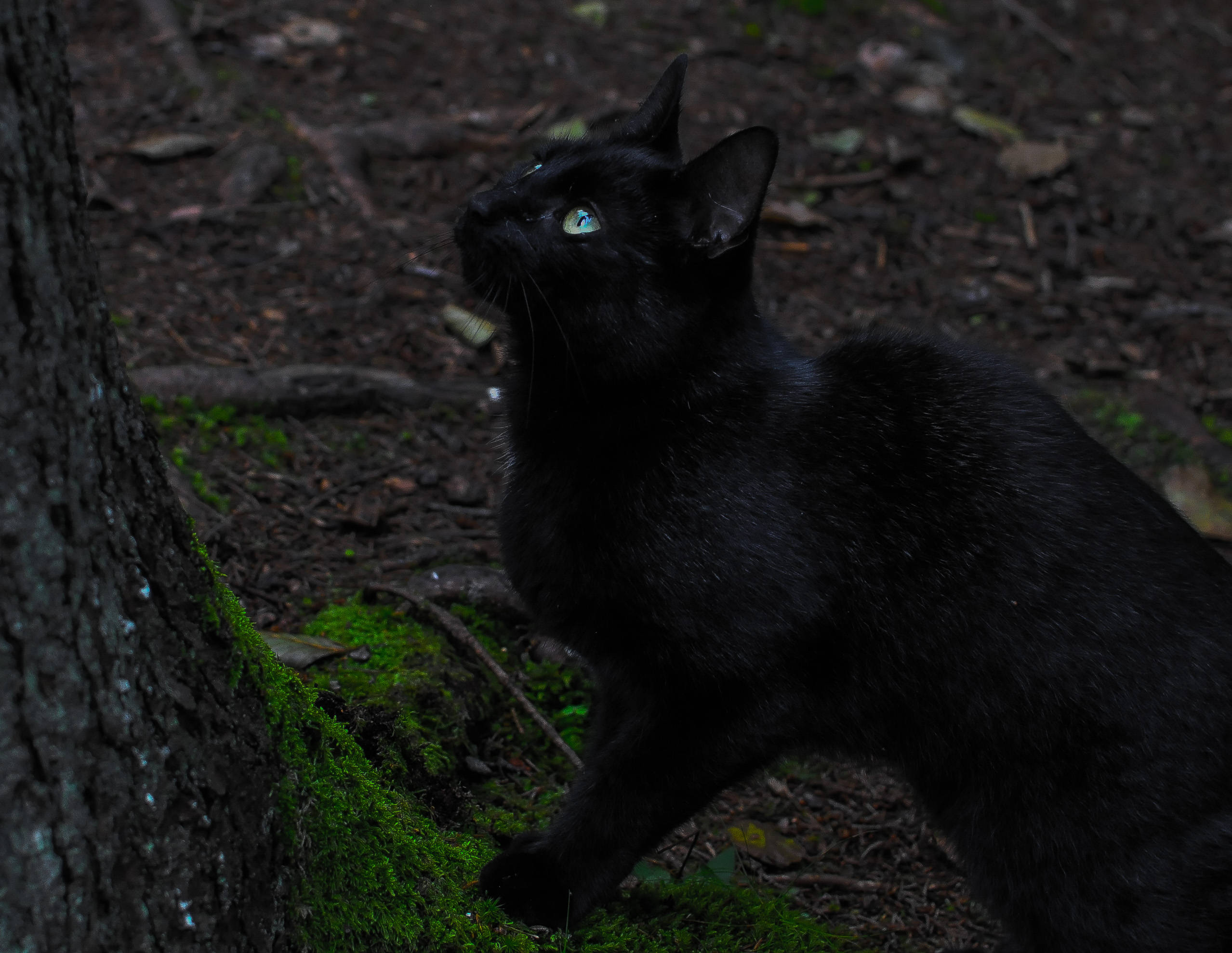 Svart estetisk katt ved siden av tre Bakgrunner