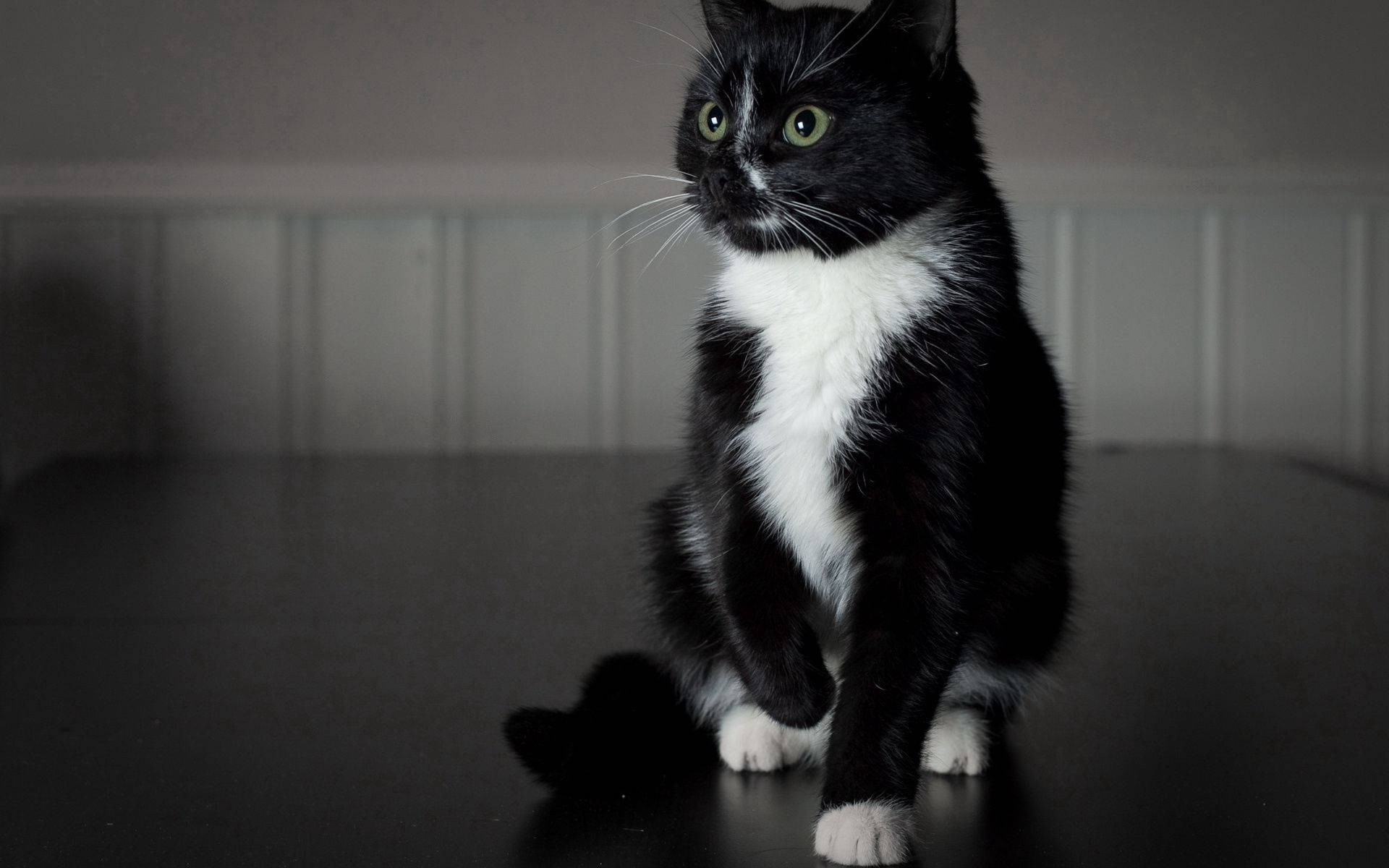 Svart og hvit dyr kattunge bakgrunnsbilde