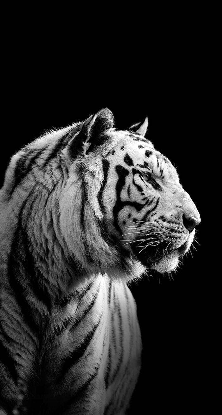 Svart-hvitt Harimau Bakgrunner