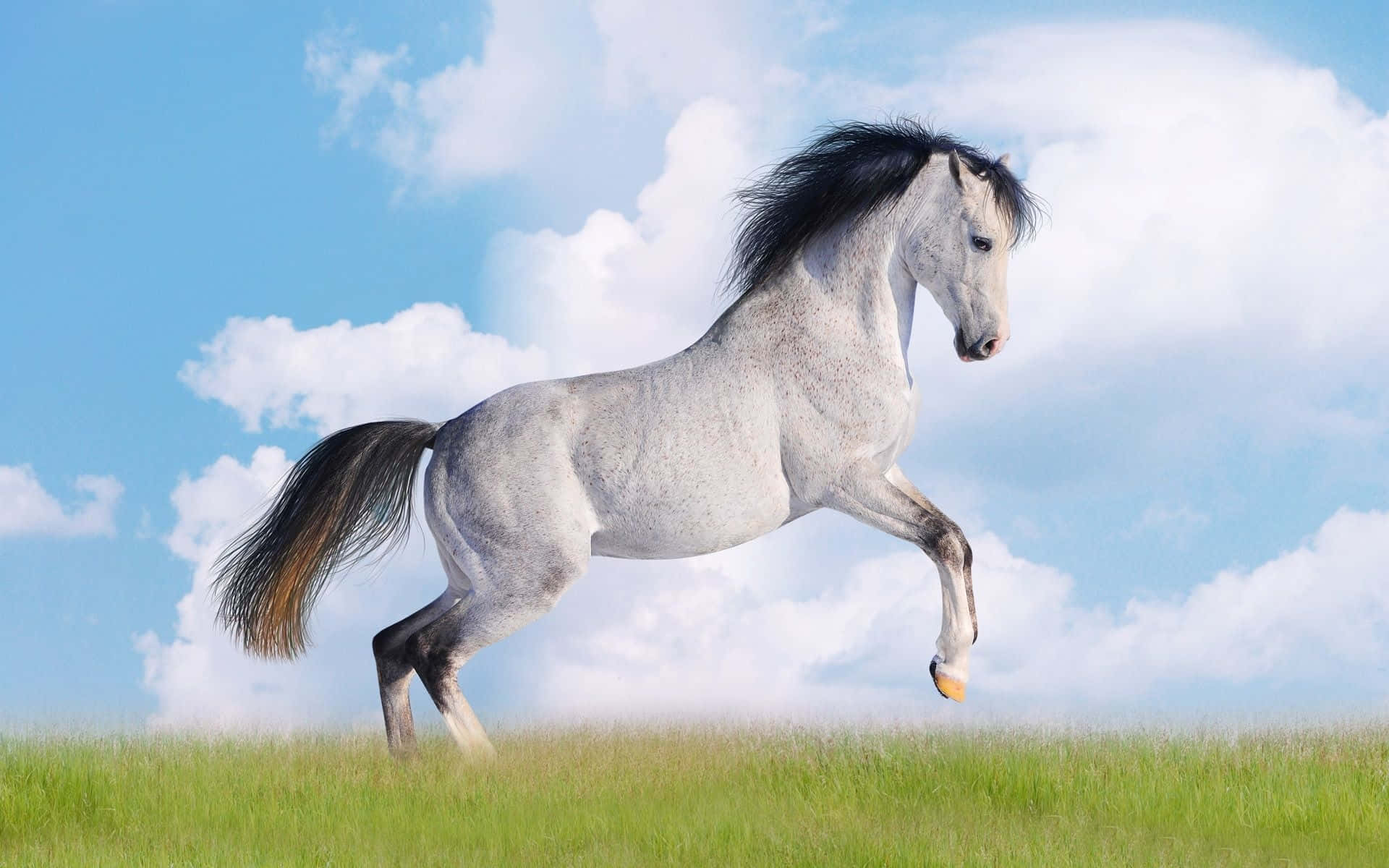 Svart-hvitt hest i galopp fotografi Bakgrunner