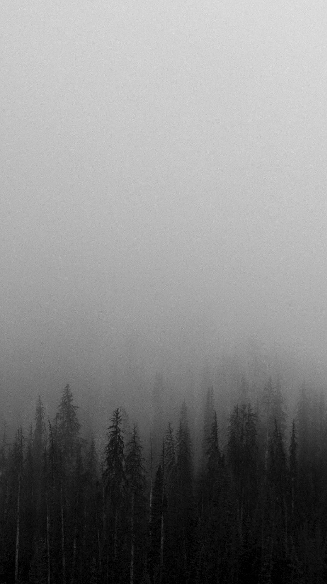 Svart Hvitt iPhone Tåkete Skog Bakgrunner