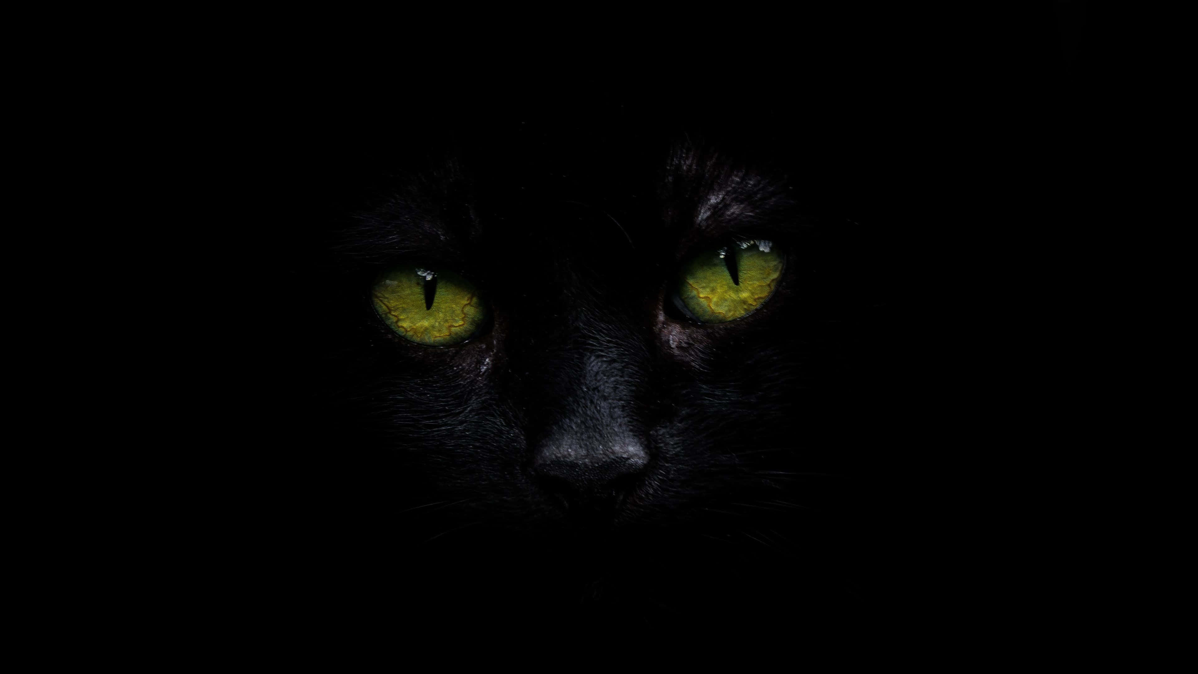 Svart katt 4K OLED-bakgrunn Bakgrunner