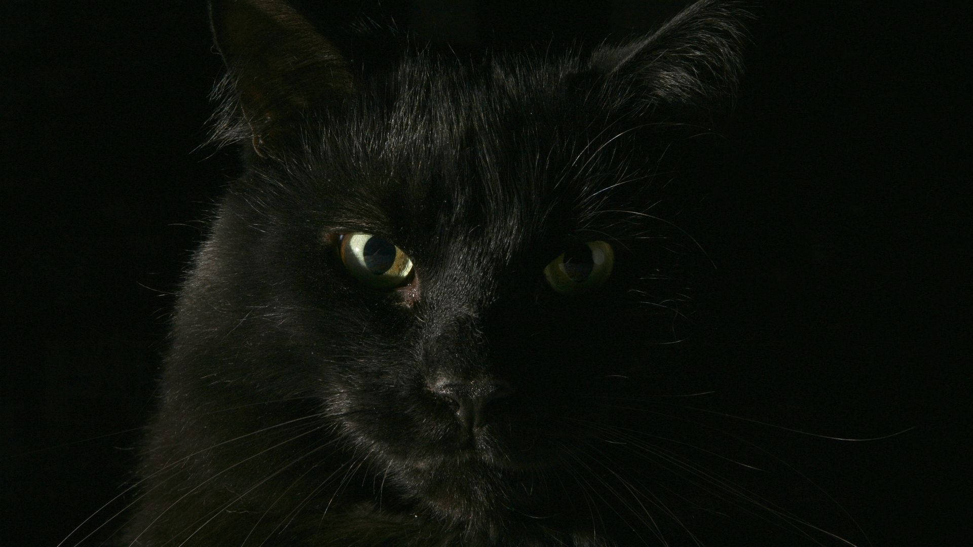 Svart katt dyr nærbilde bakgrunnsbilde