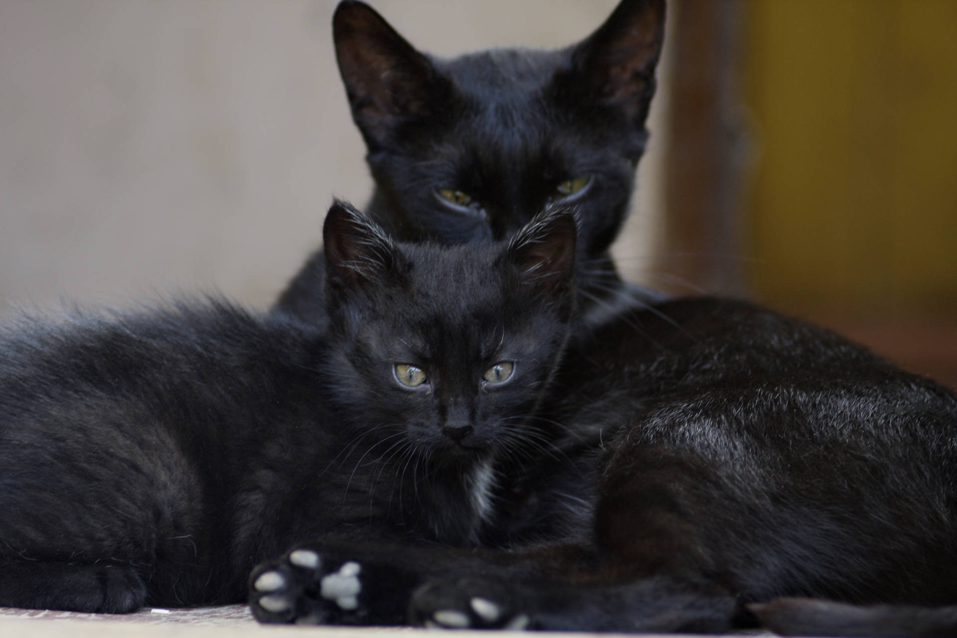 Svart katt familie dyr bakgrunnsbilde