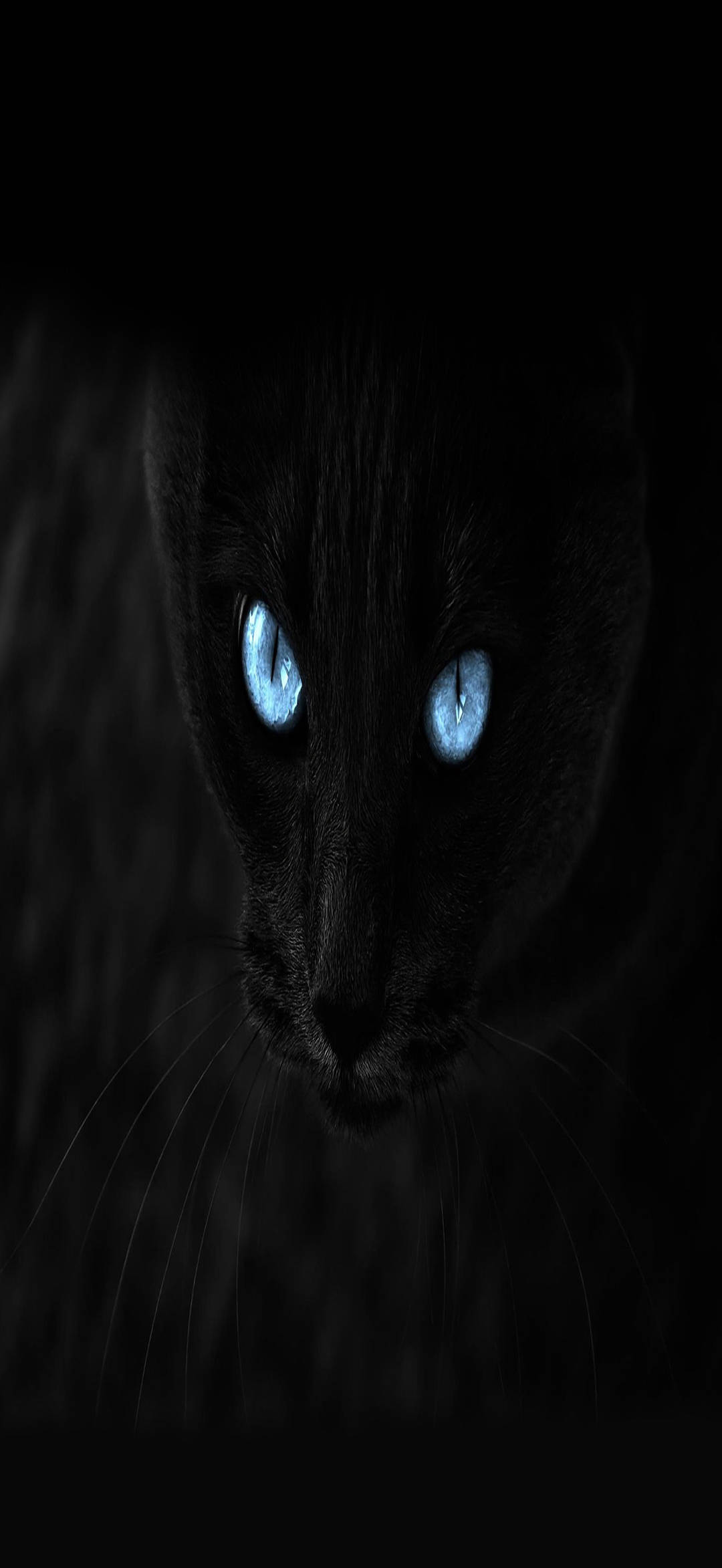 Svart katt Full HD-telefon Bakgrunner