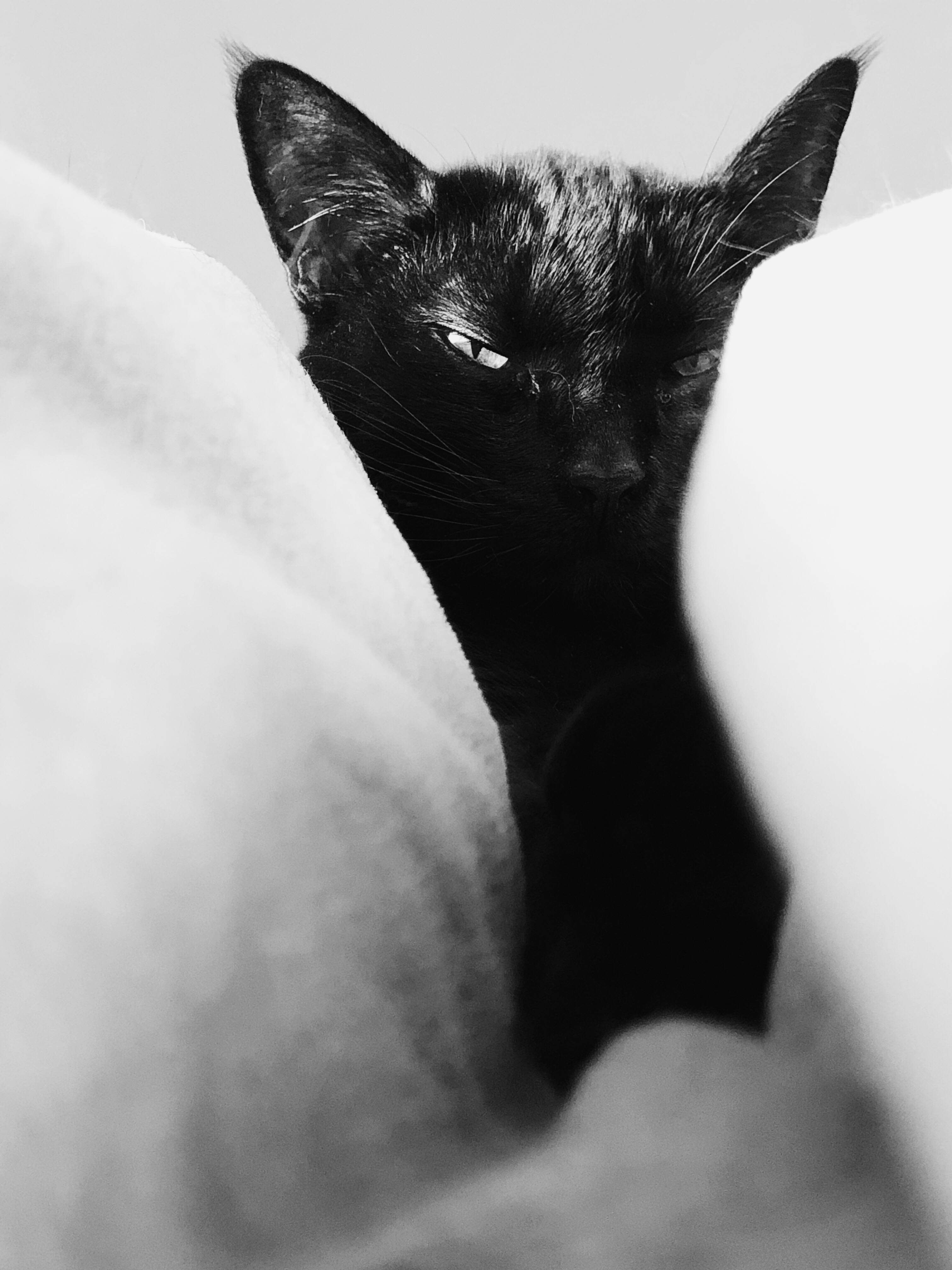 Svart katt hvite puter Bakgrunner