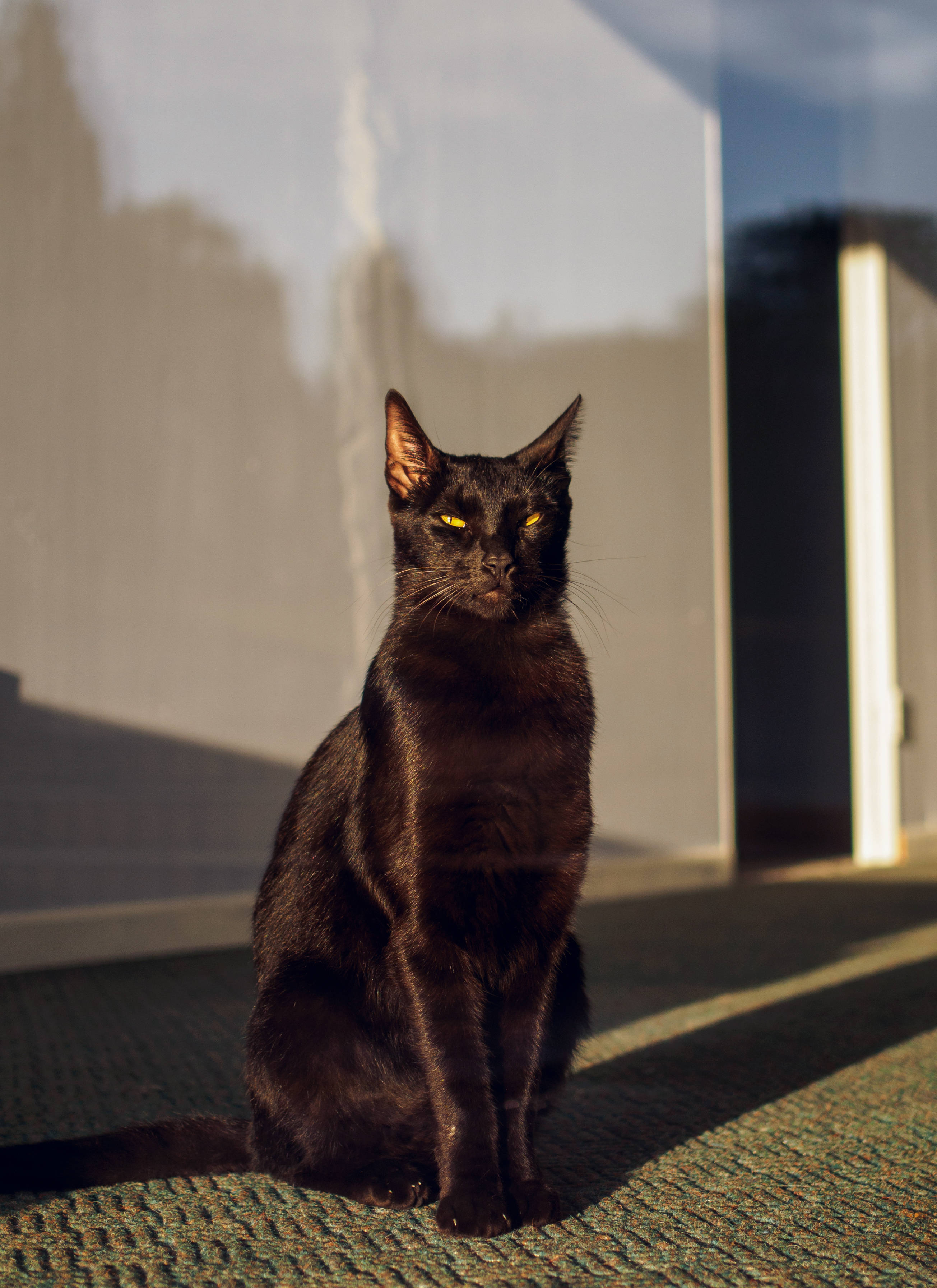 Svart katt i solfylt vindu Bakgrunner
