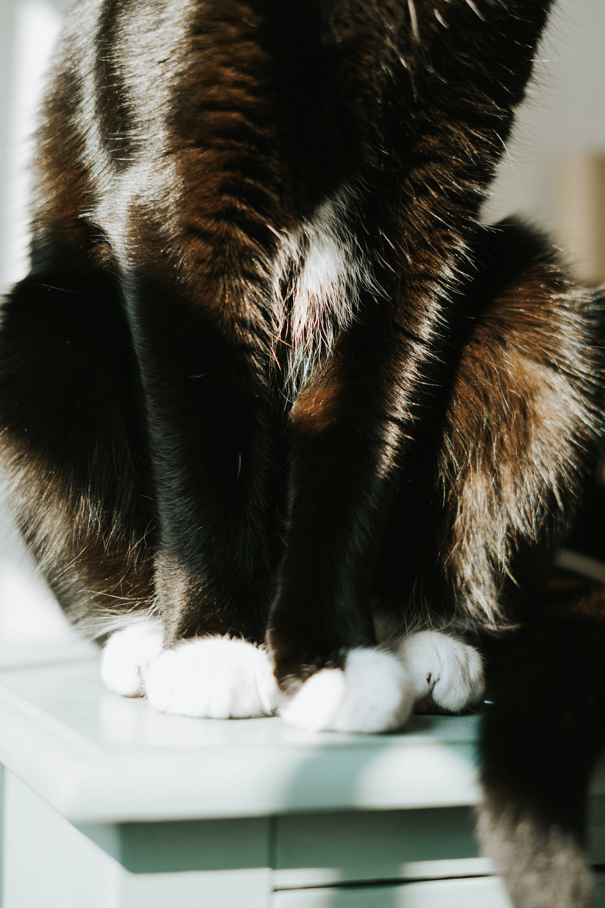 Svart katt med hvite labber Bakgrunner
