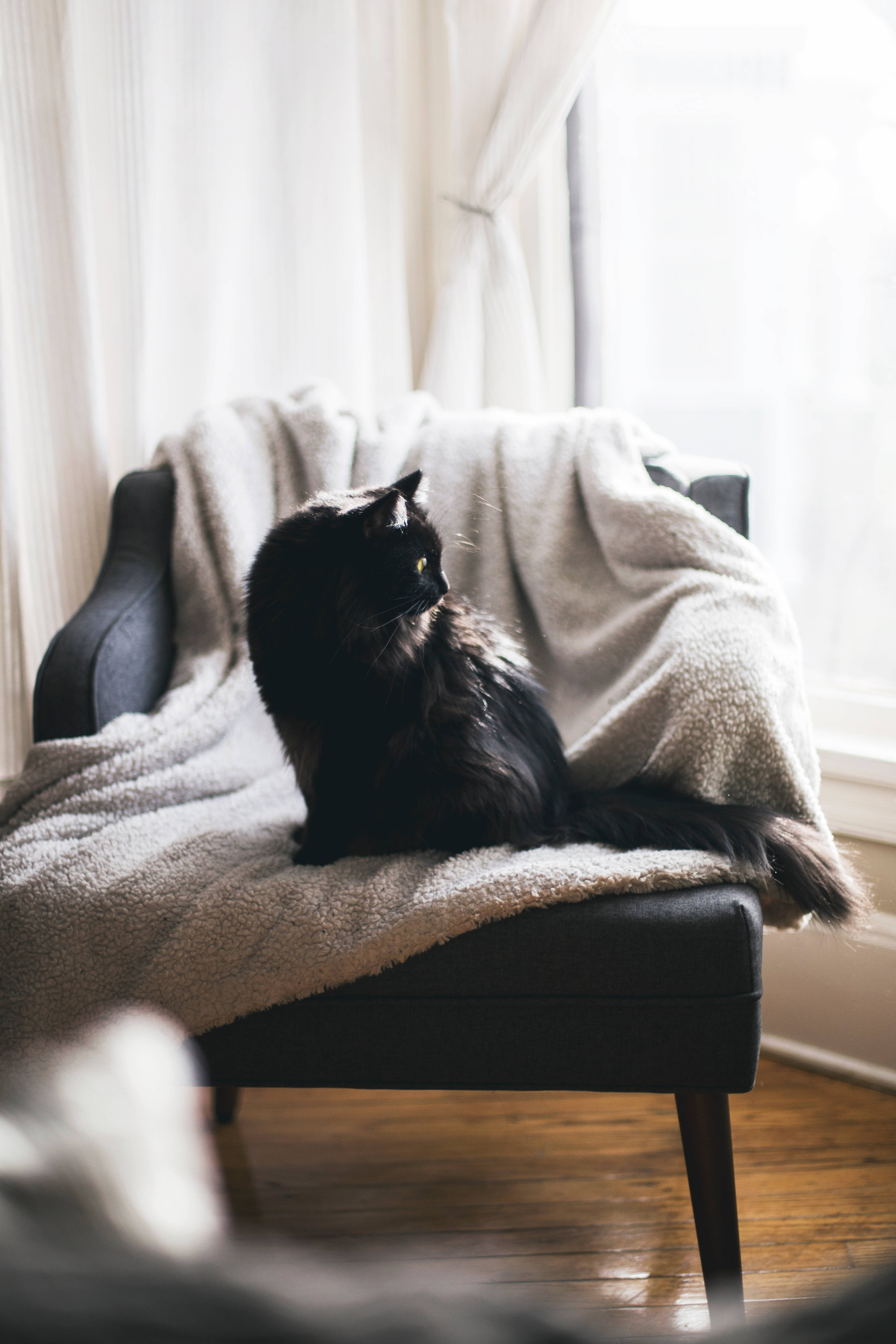 Svart katt på pute-stol Bakgrunner