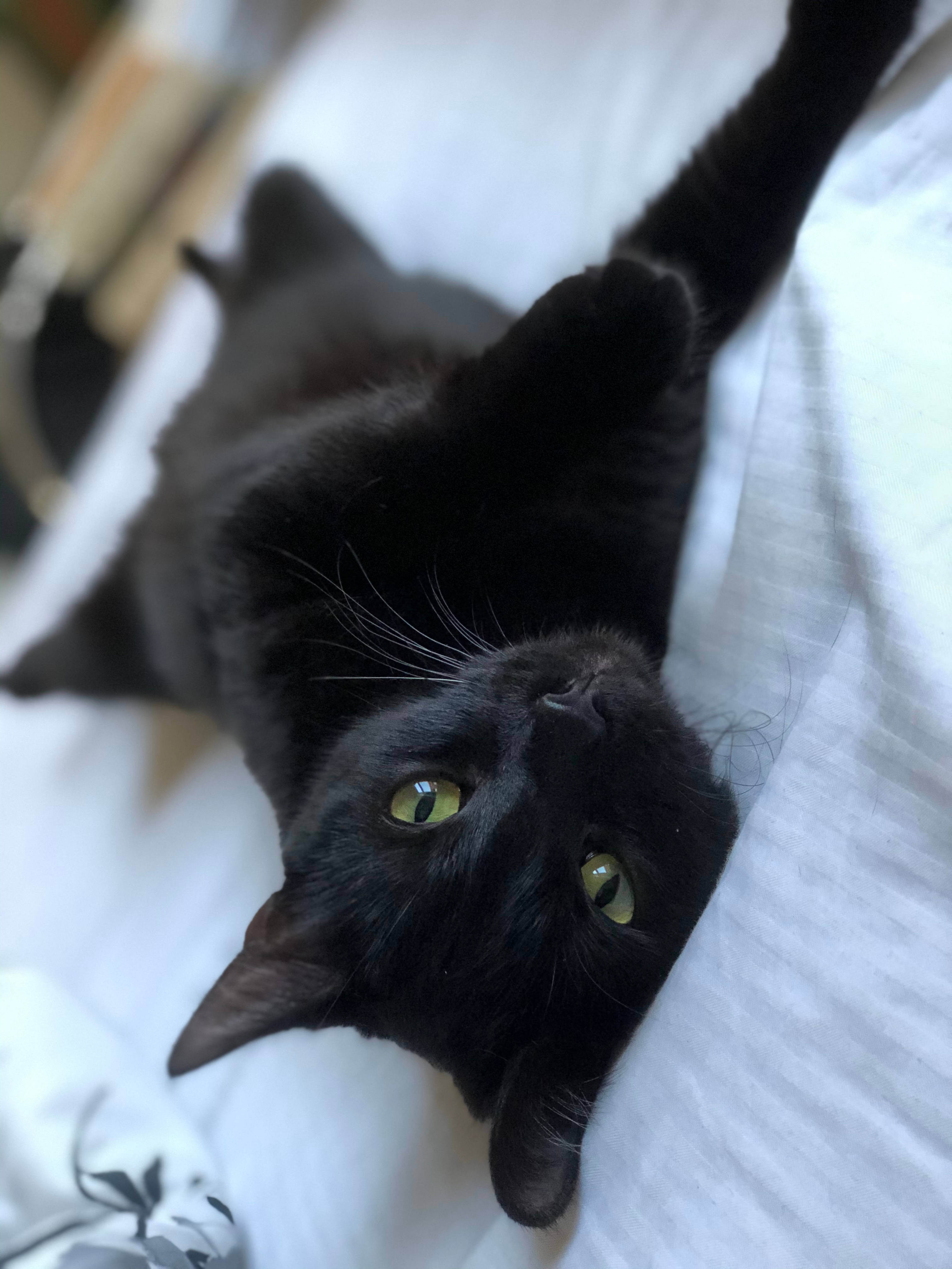 Svart katt på seng Bakgrunner