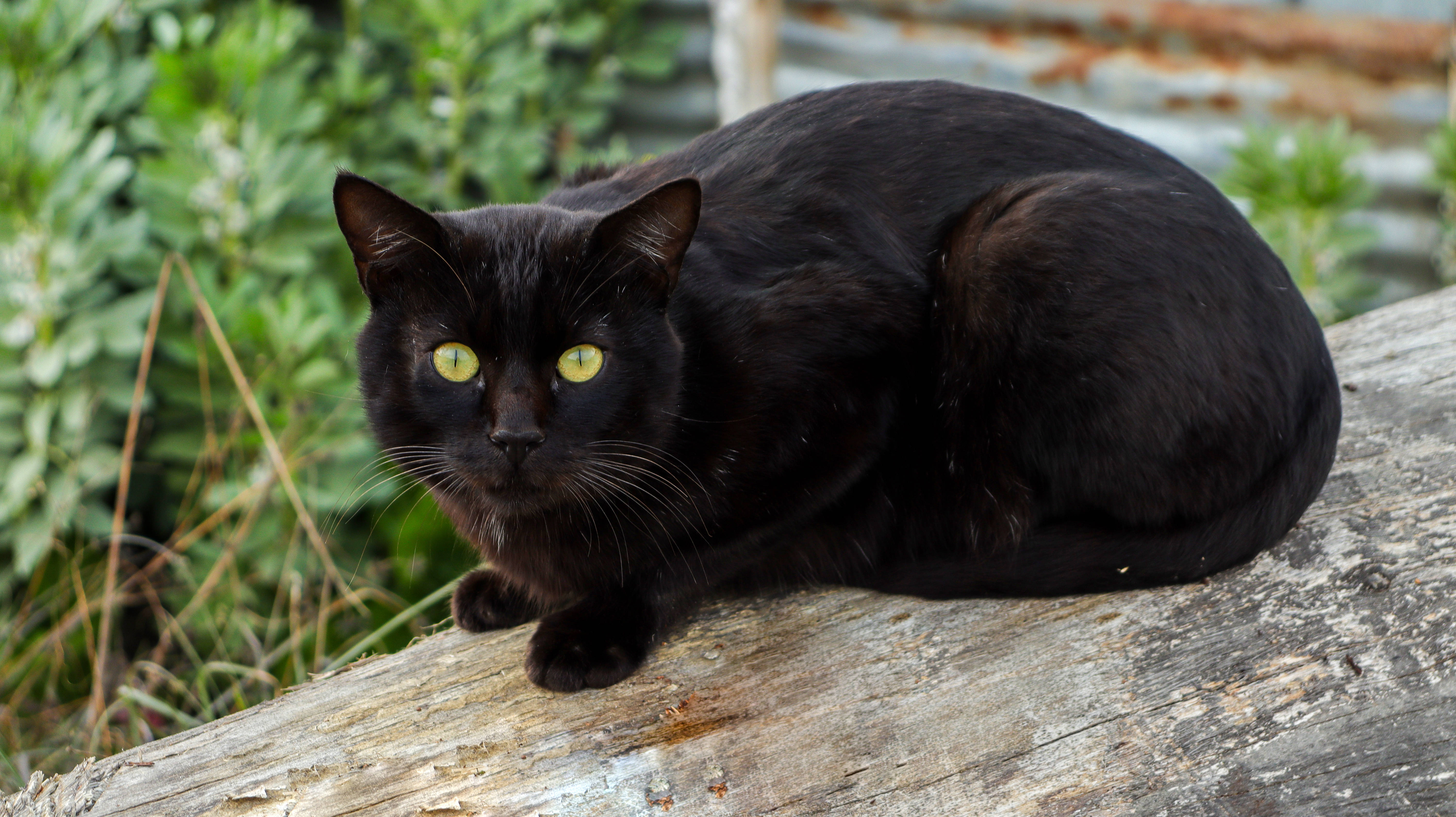 Svart katt på trestamme Bakgrunner