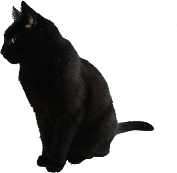 Svart katt sett fra siden Bakgrunner