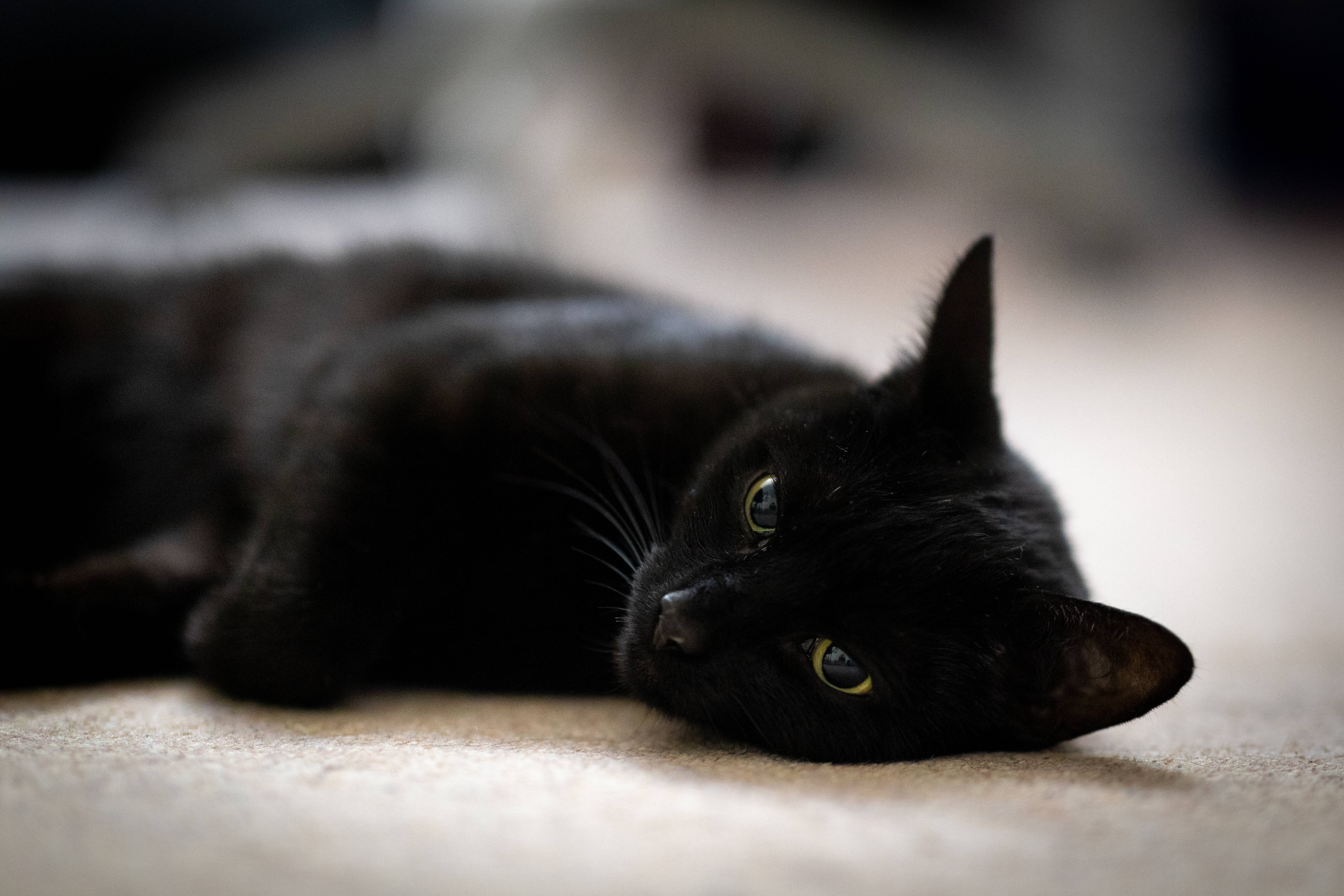 Svart katt som ligger ned Bakgrunner