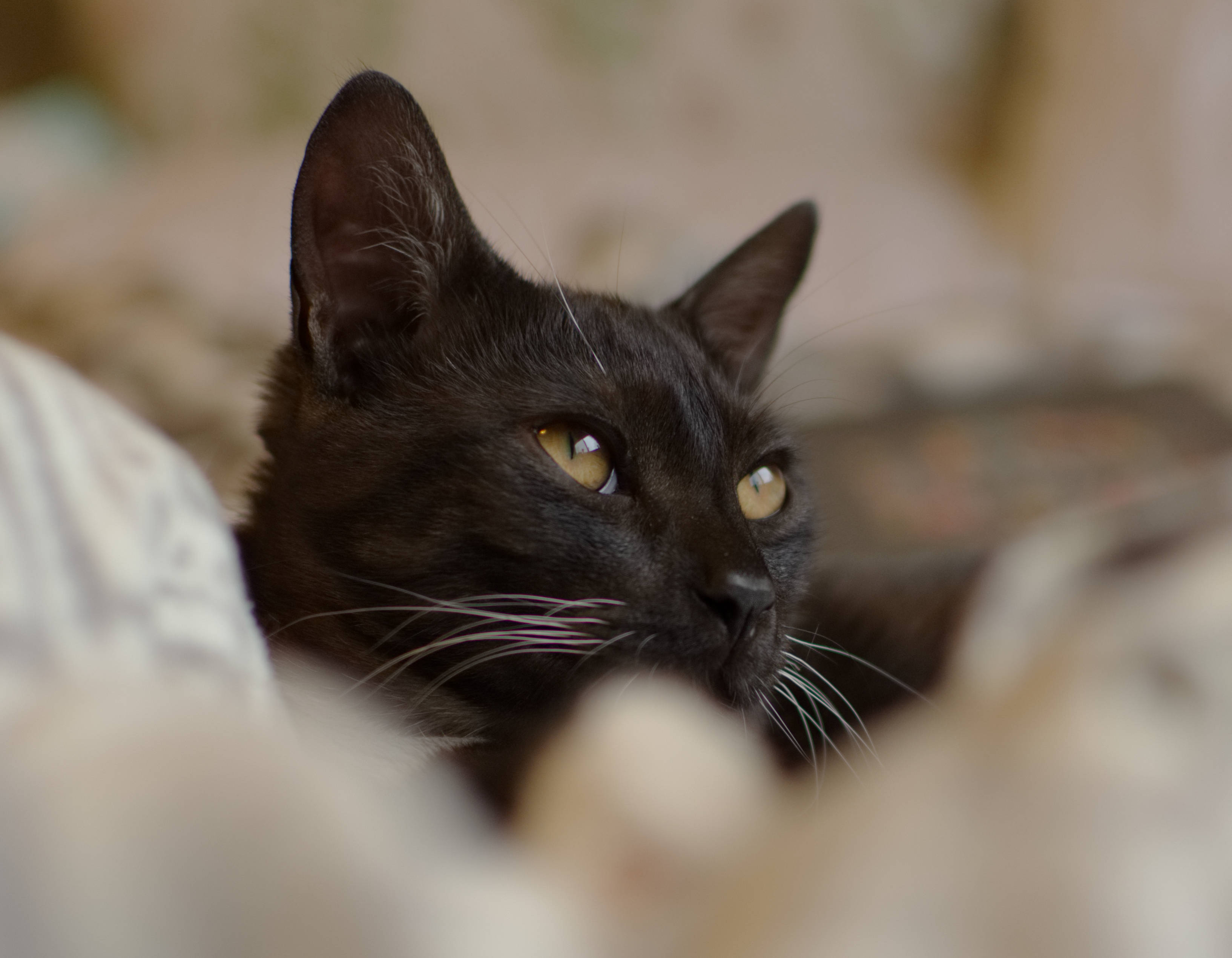 Svart katt som ser ut i det fjerne Bakgrunner