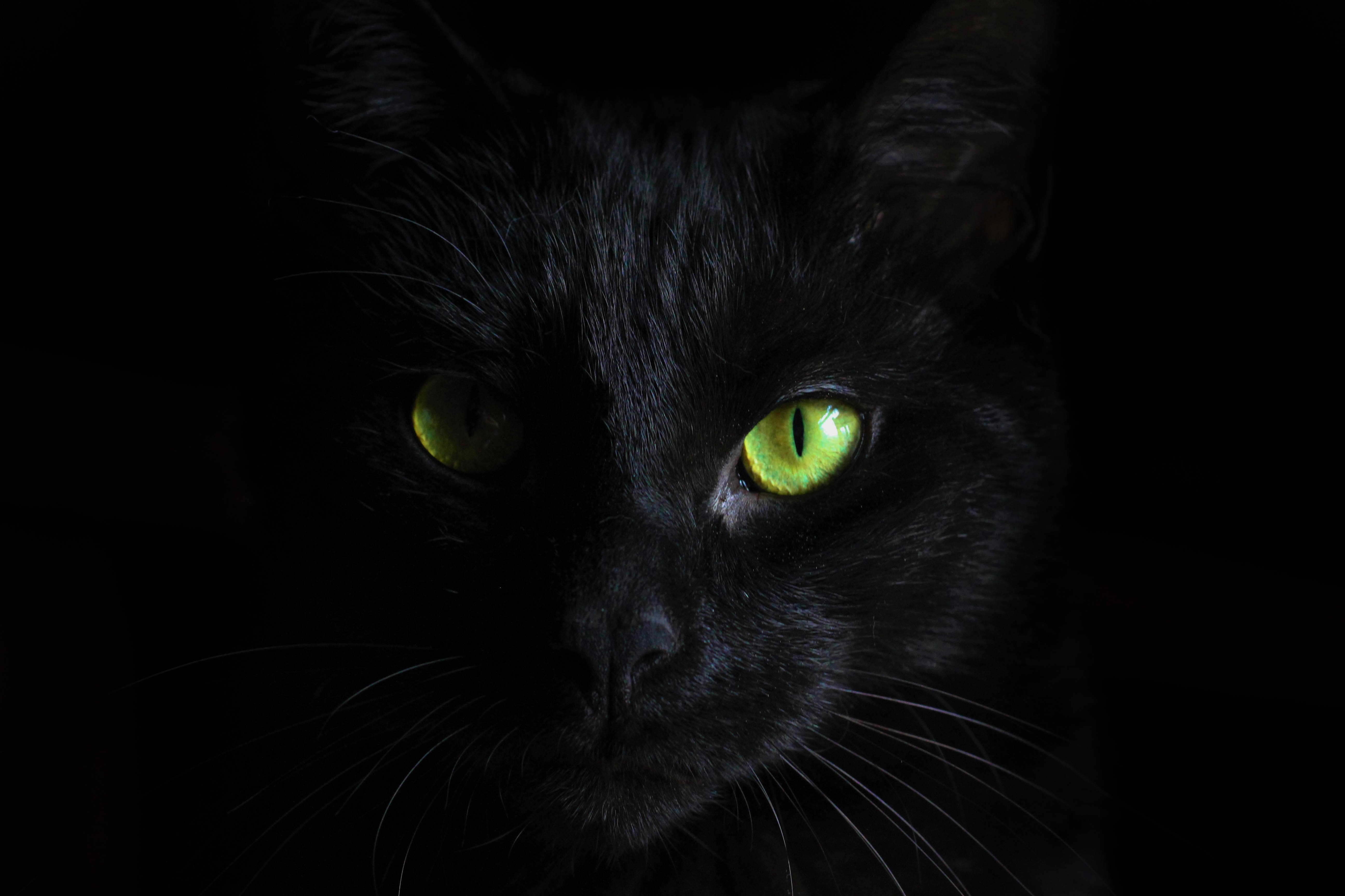 Svart katt svart bakgrunn Bakgrunner