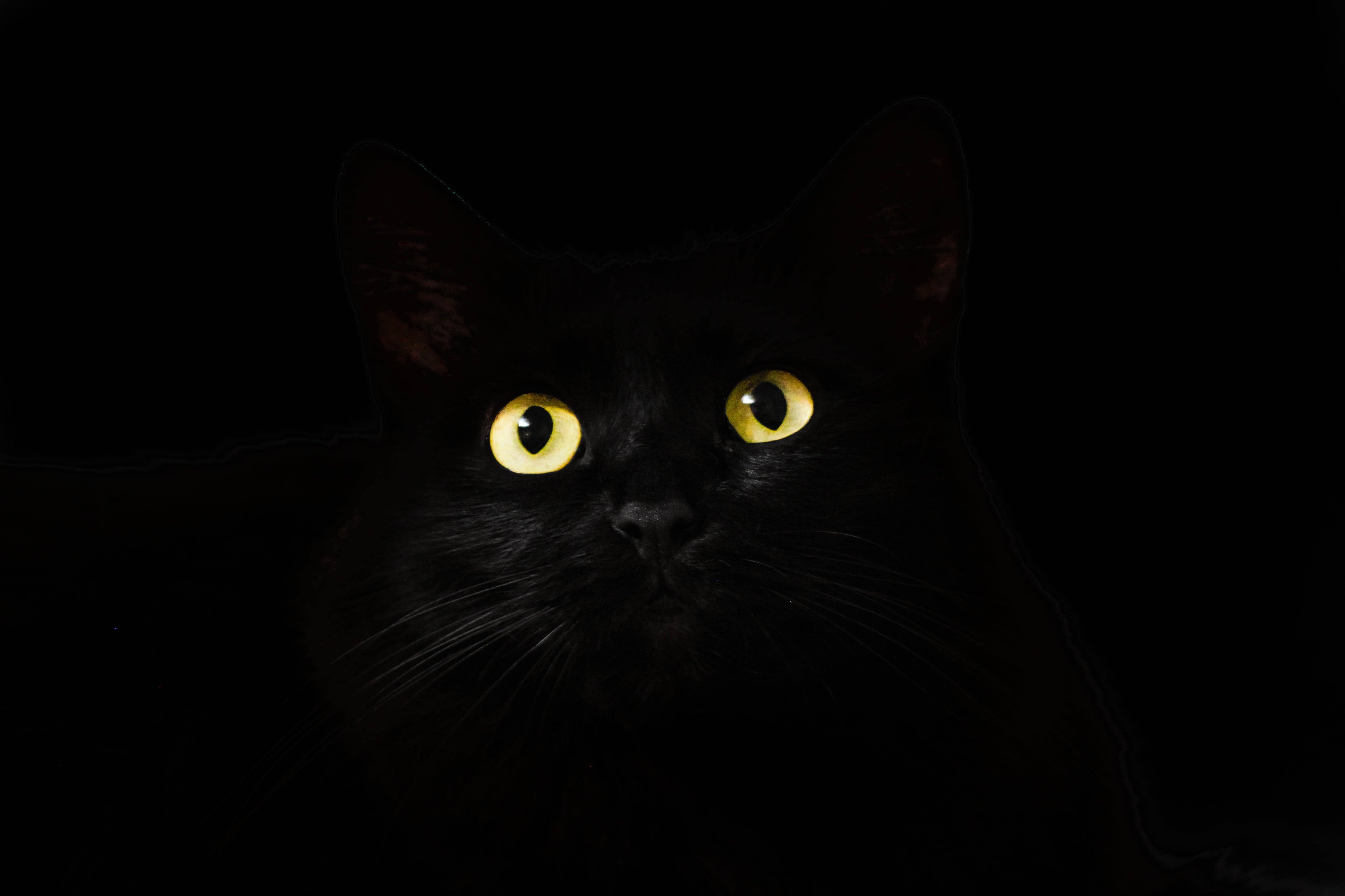 Svart katt svart-hvitt PFP Bakgrunner