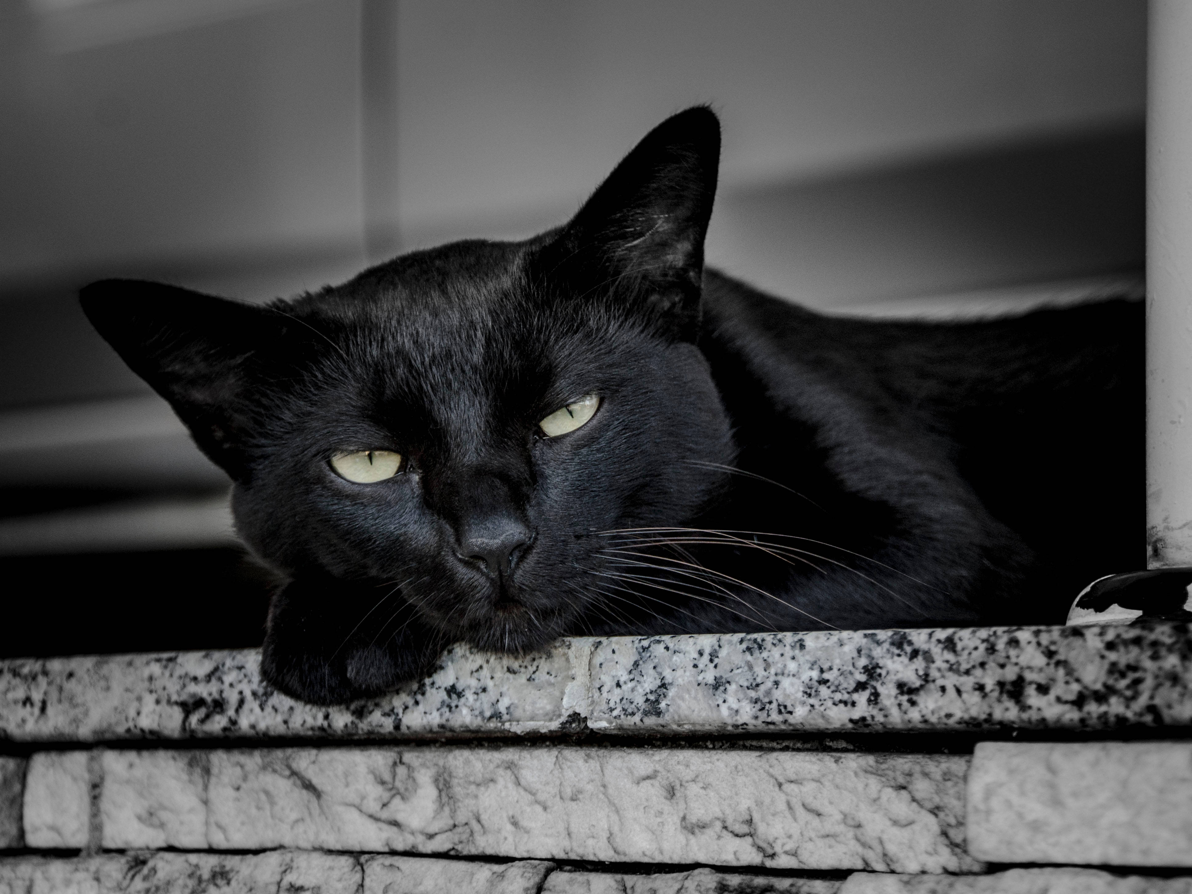 Svart katt våkner Bakgrunner