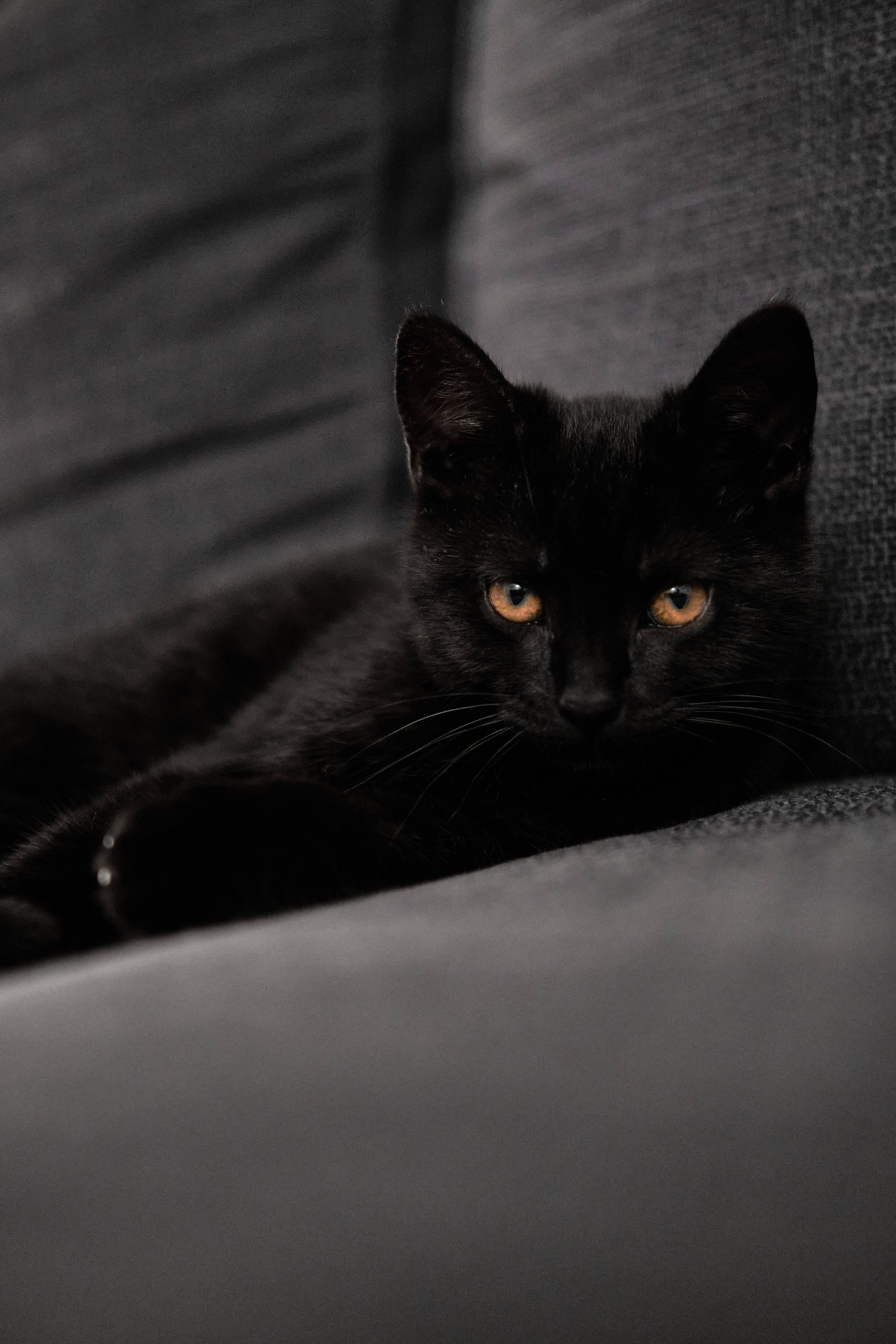 Svart kattekattunge på sofa Bakgrunner