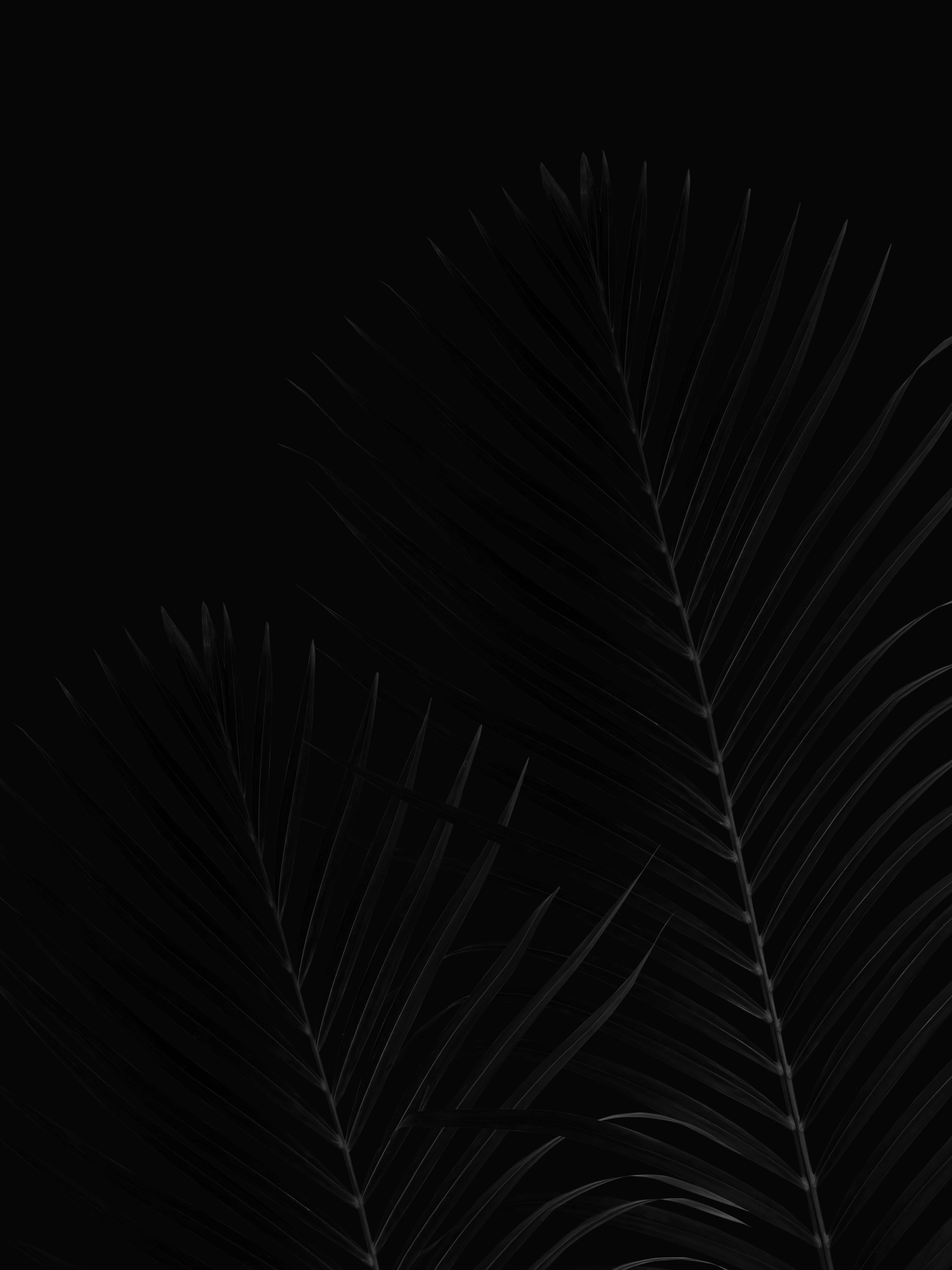Svart kokosnøttblad Pixel 3xl OLED Bakgrunn Bakgrunner