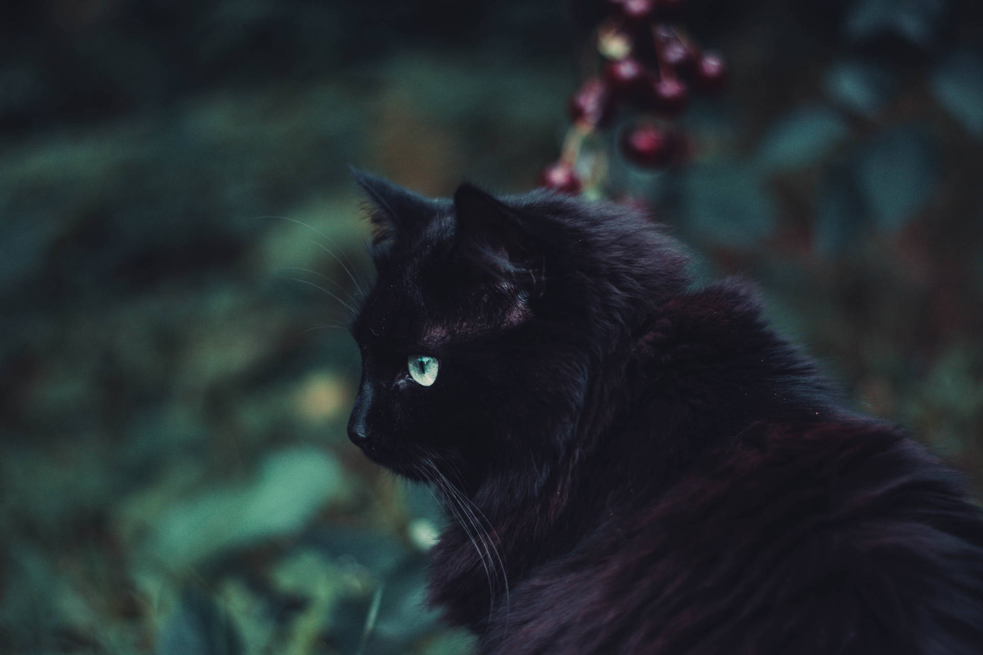 Svart lodden katt dyr bakgrunnsbilde — Skrivebords-GIF Bakgrunner