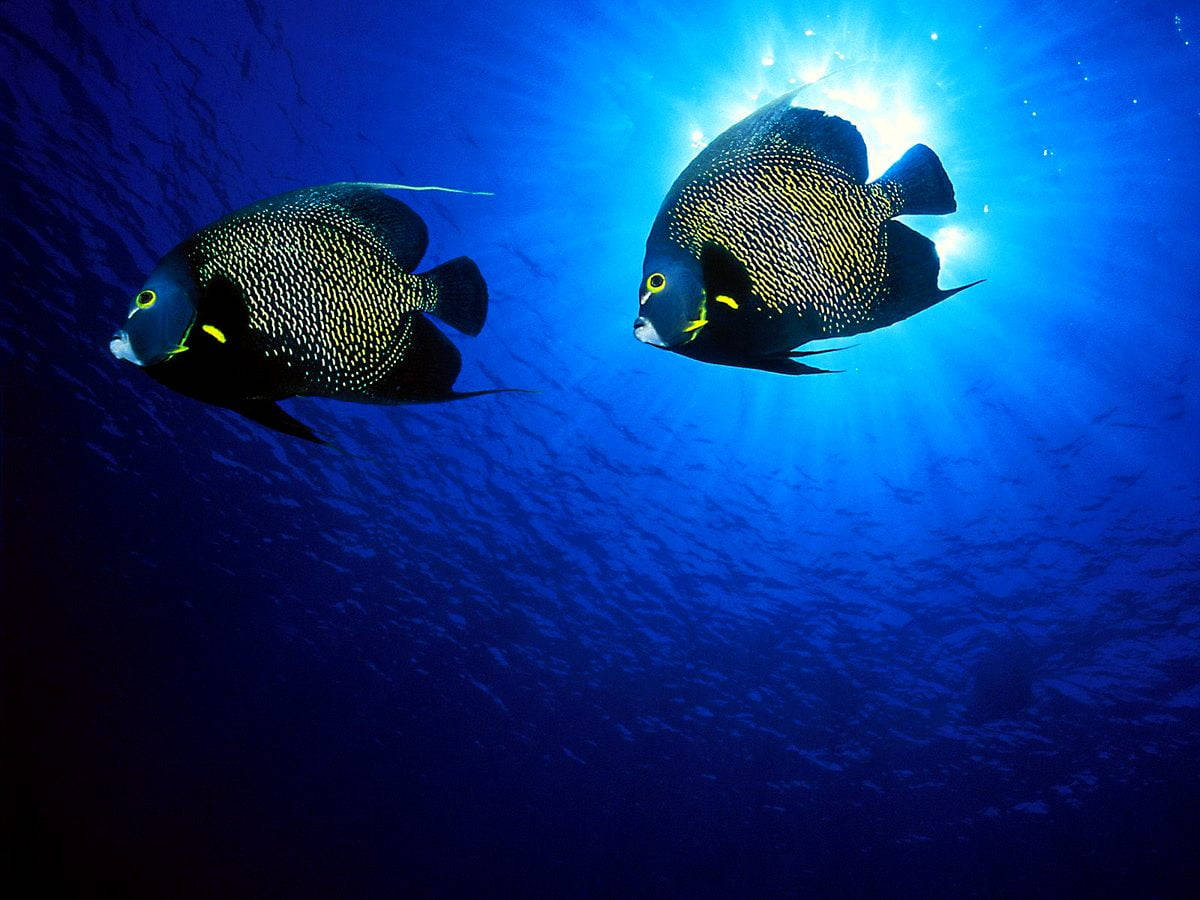 Svart neonkul fisk Bakgrunner