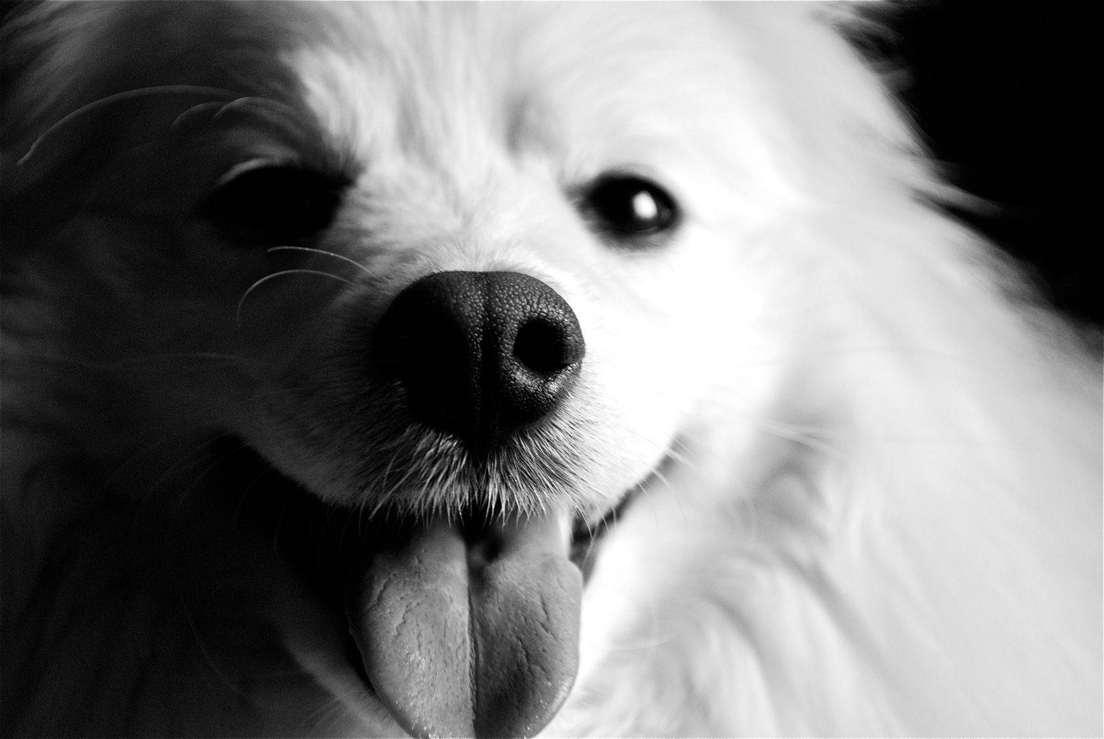 Svart og hvit hund med tungen ut Bakgrunner