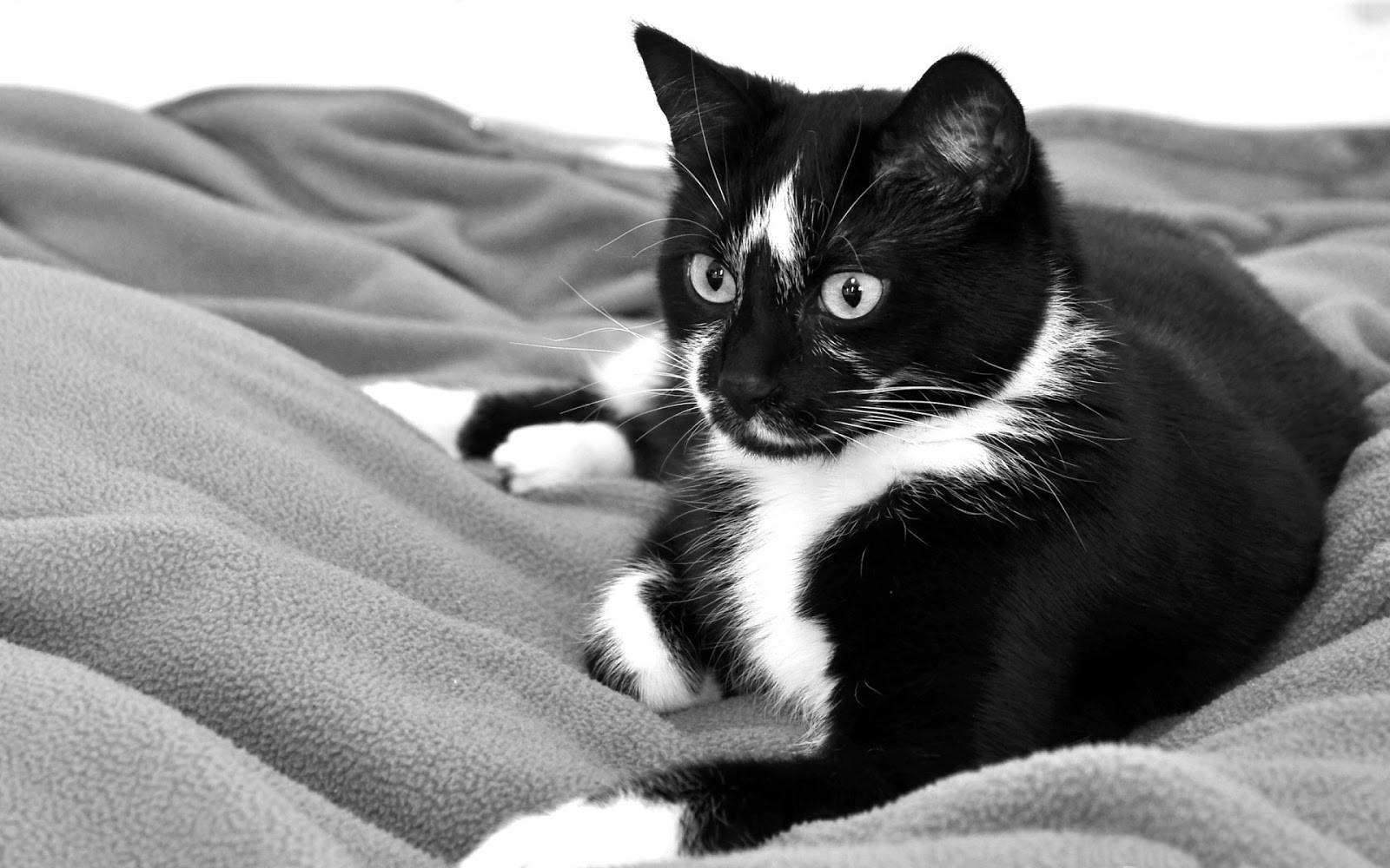 Svart og hvit katt på et mykt teppe Bakgrunner