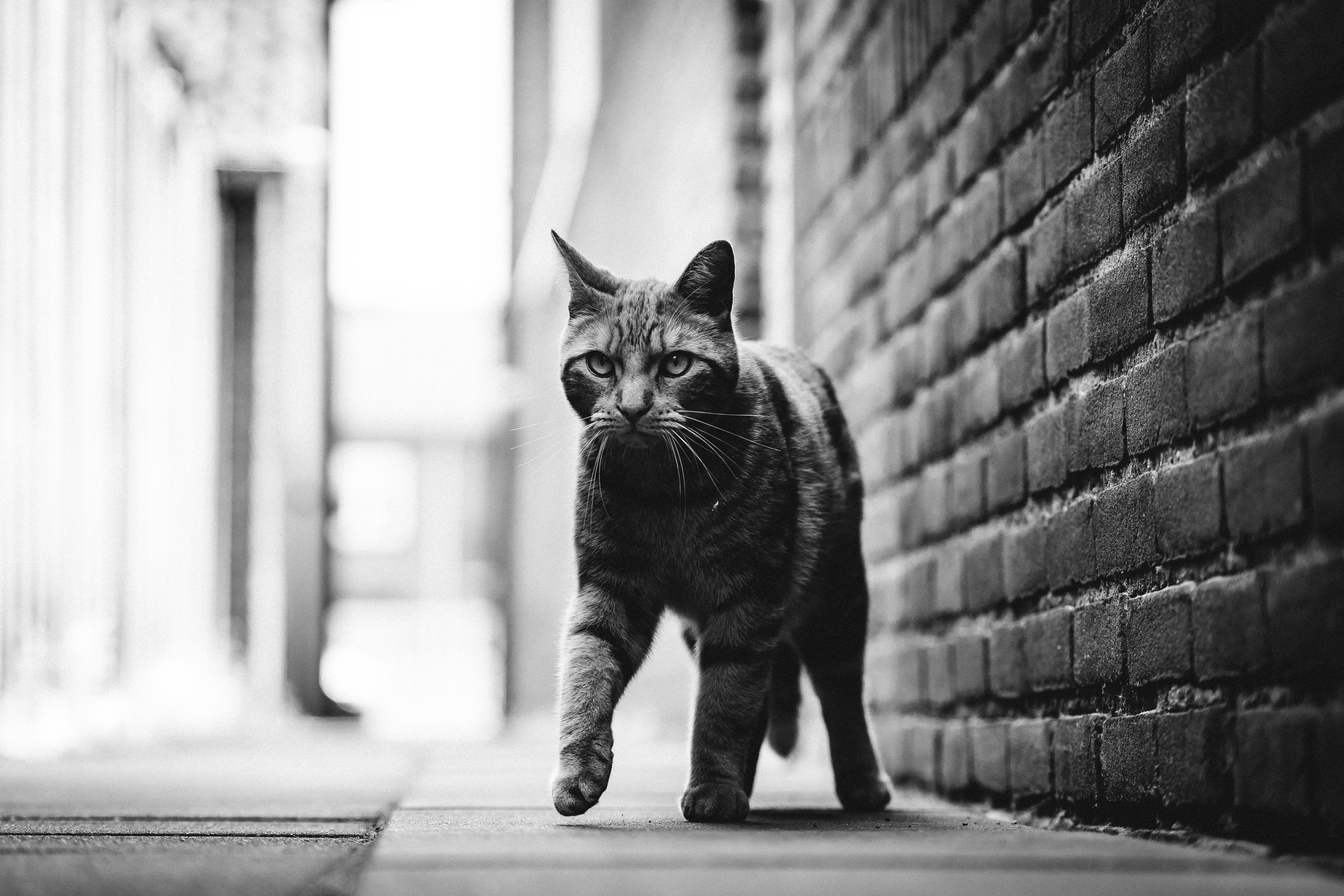 Svart og hvit katt i smug Bakgrunner