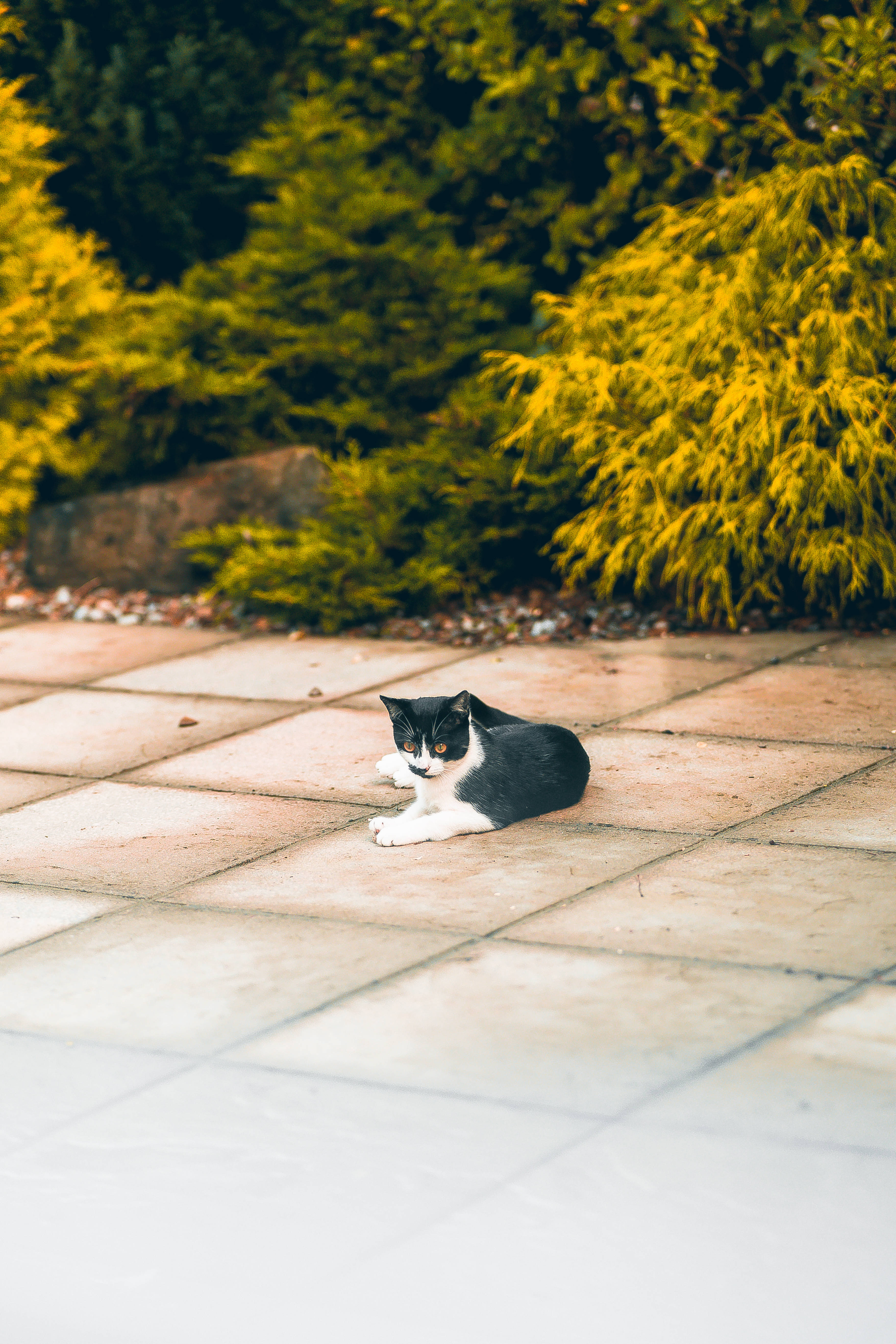 Svart og hvit kawaii-katt som sitter Bakgrunner
