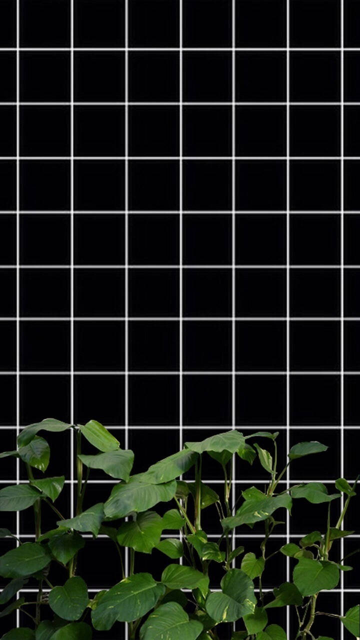 Svart og hvitt med planter rutenettestetikk Bakgrunner