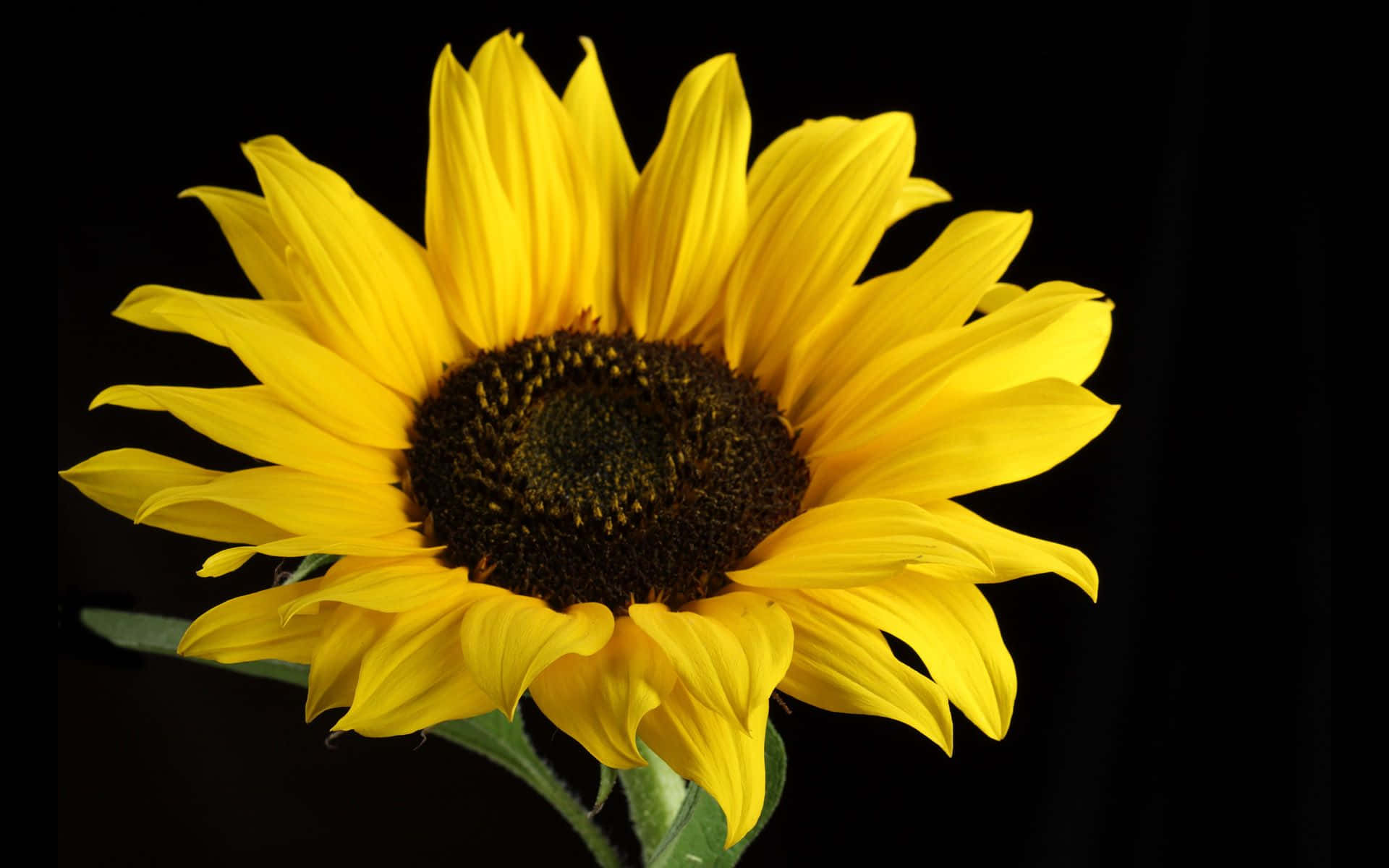 Svart solsikkeblomst Bakgrunner