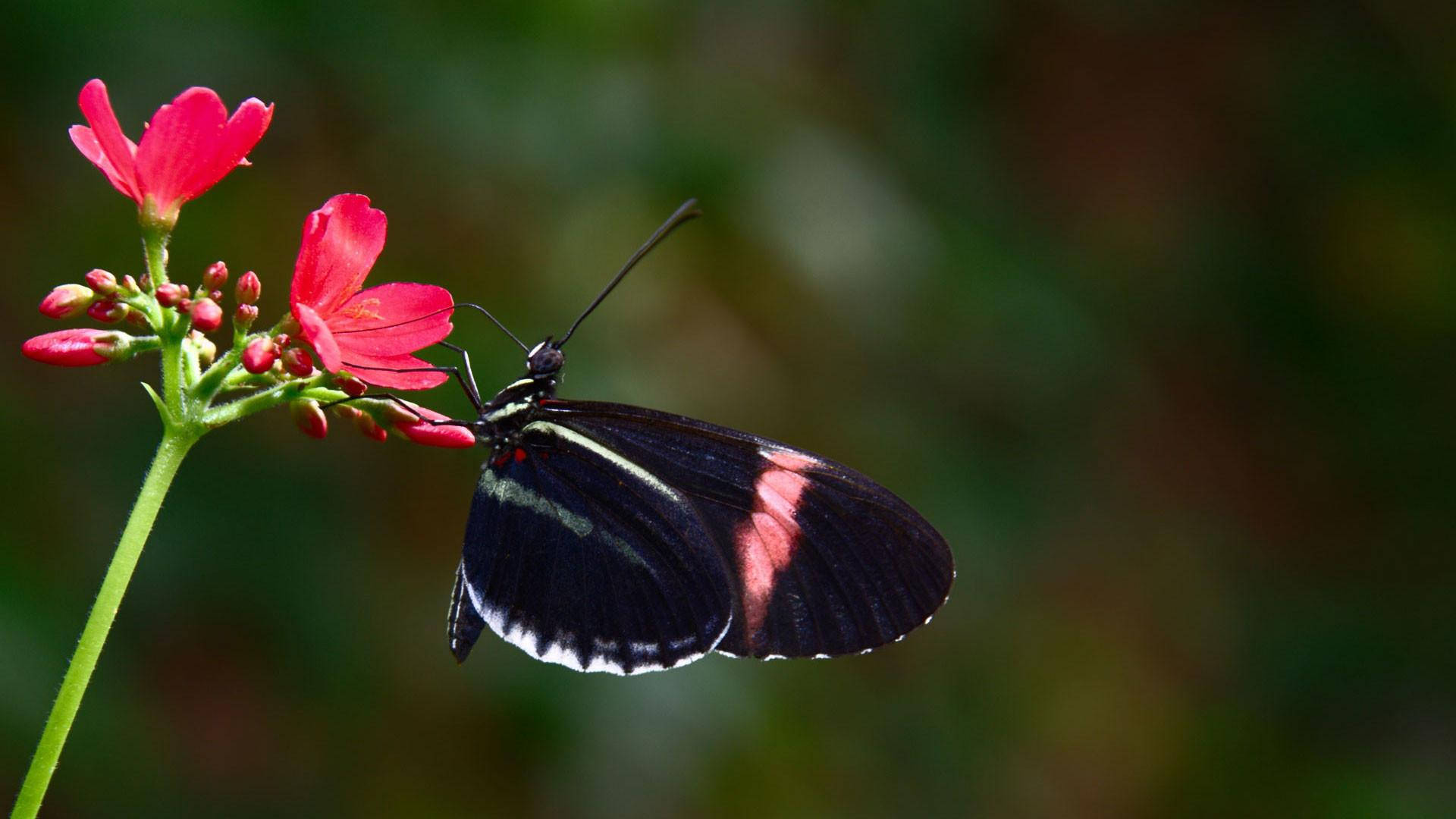 Svart sommerfugl med rosa og hvite striper Bakgrunner