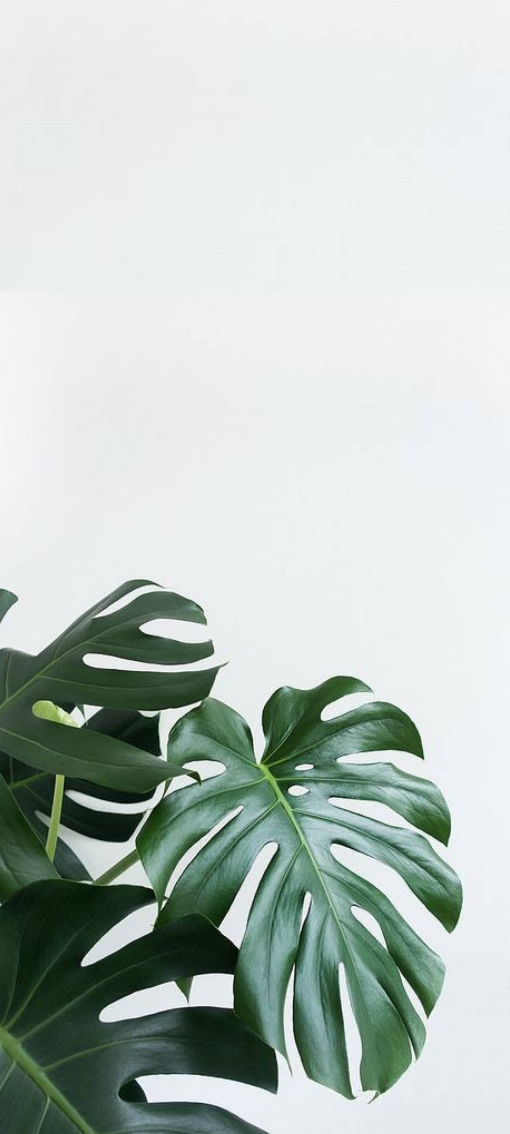 Sveitserostplante mot hvit vegg Bakgrunner