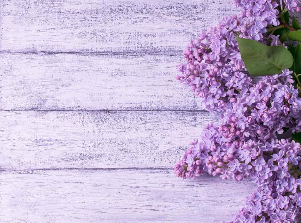 Syrinblomsterbakgrunn på tre Bakgrunner