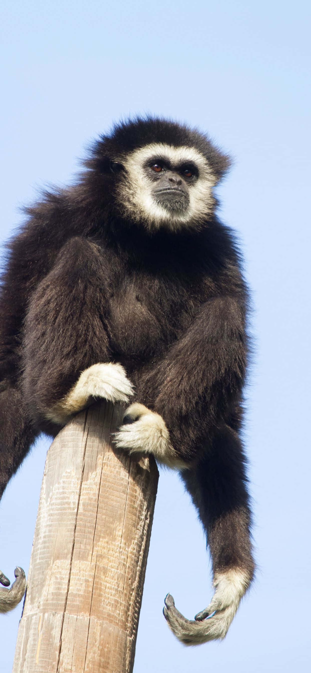 Ta et sving med iPhone Xs Max Gibbon Bakgrunner