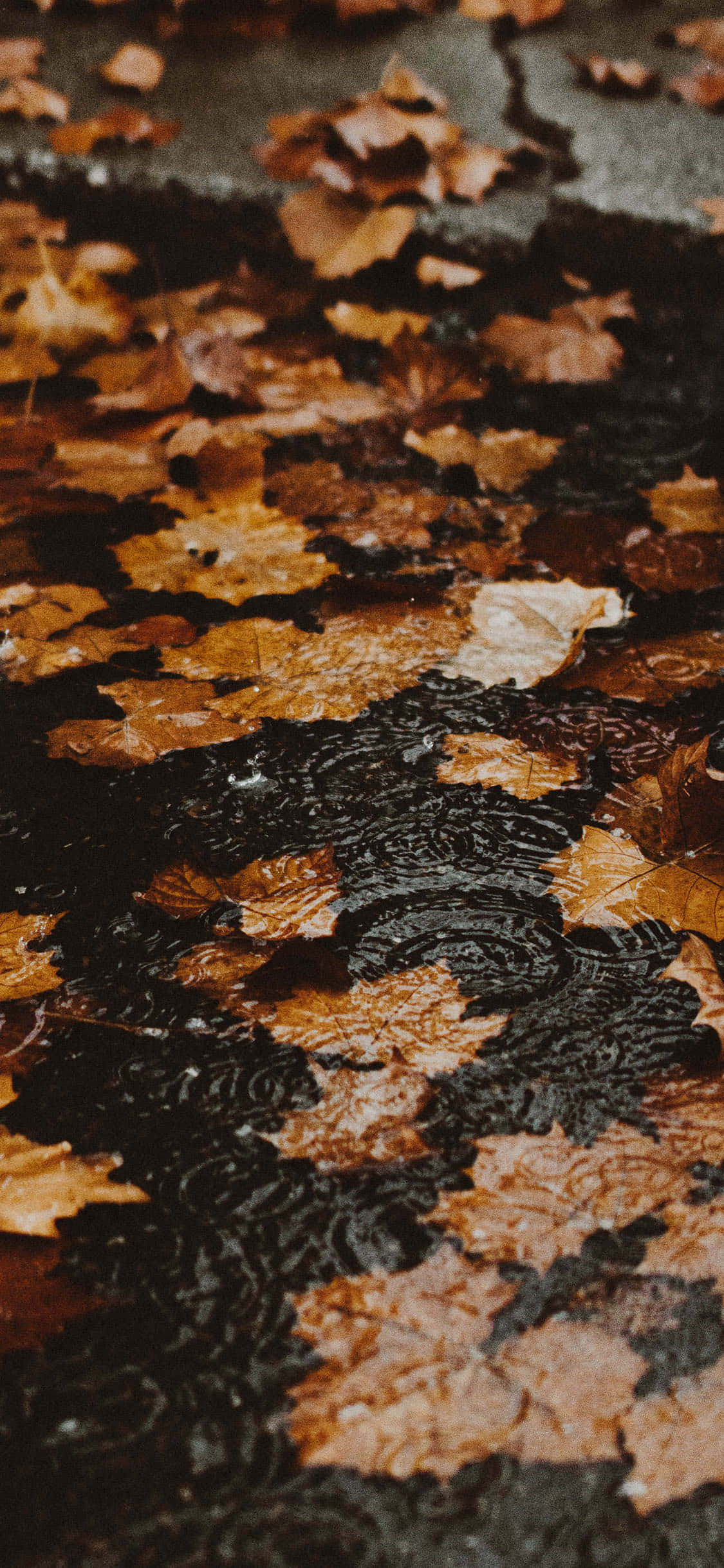 Ta fantastiske bilder med den nye Fall iPhone Bakgrunner