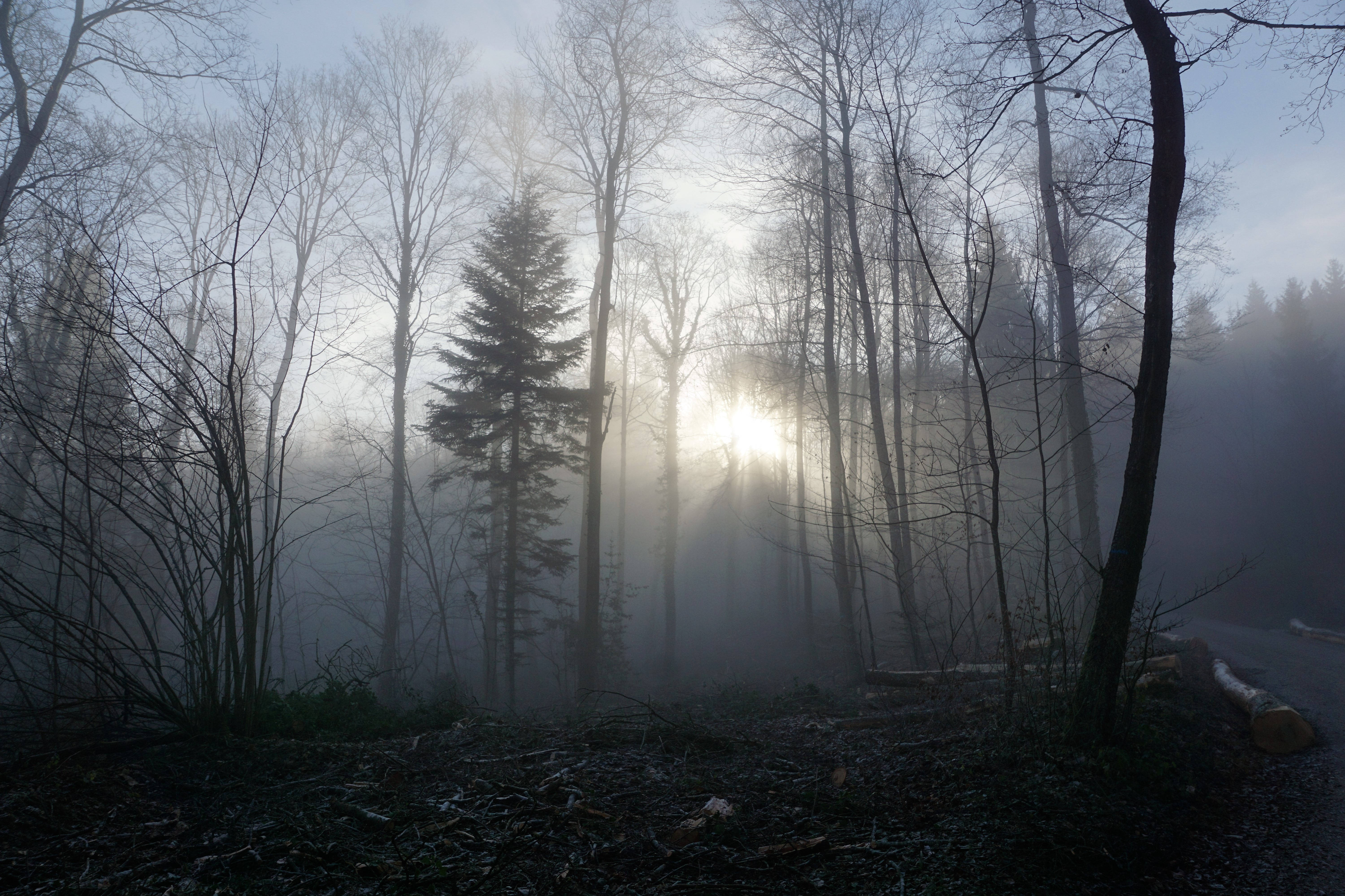 Tåkete dyster skog Bakgrunner