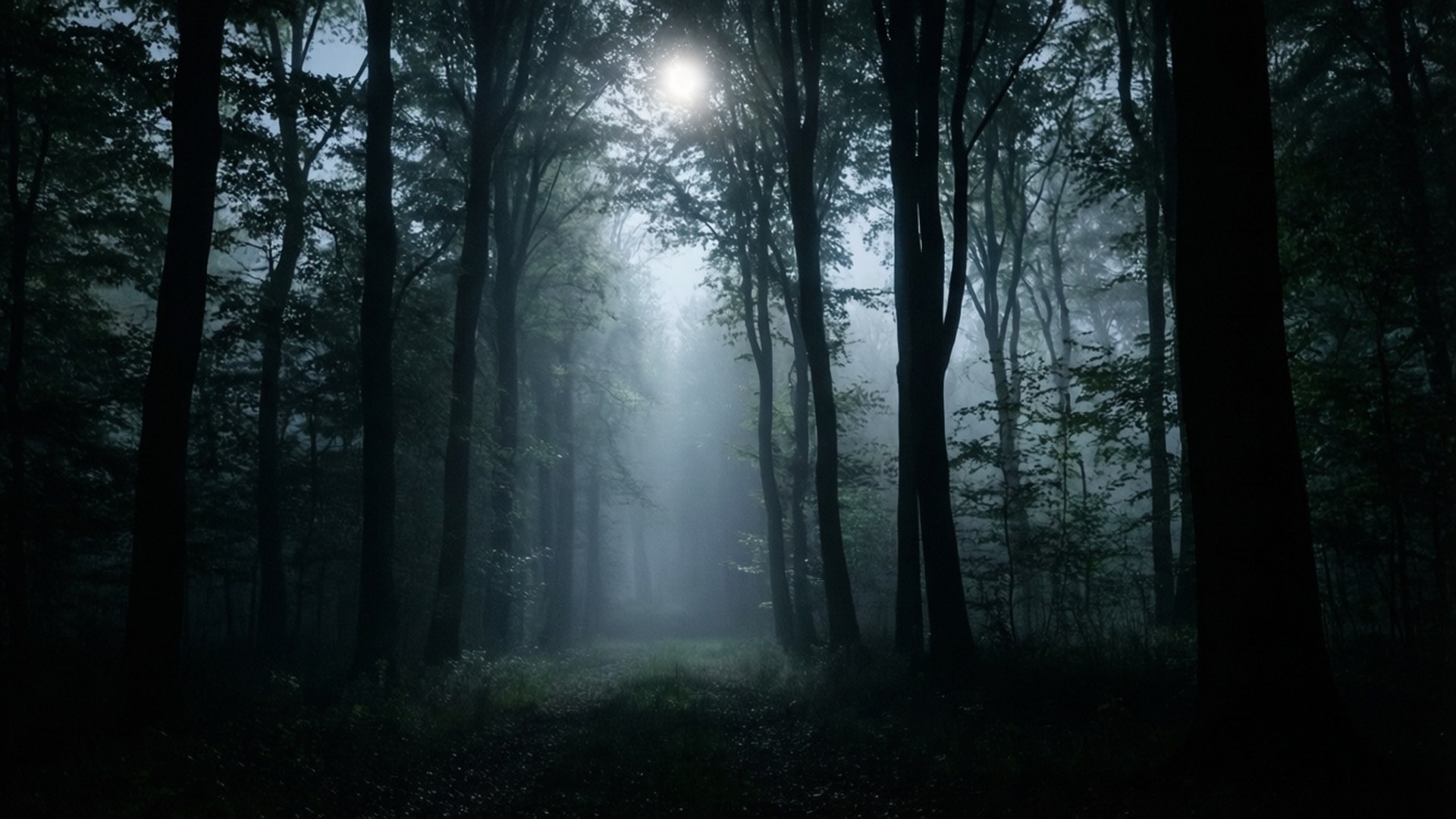 Tåkete mørk skog Bakgrunner