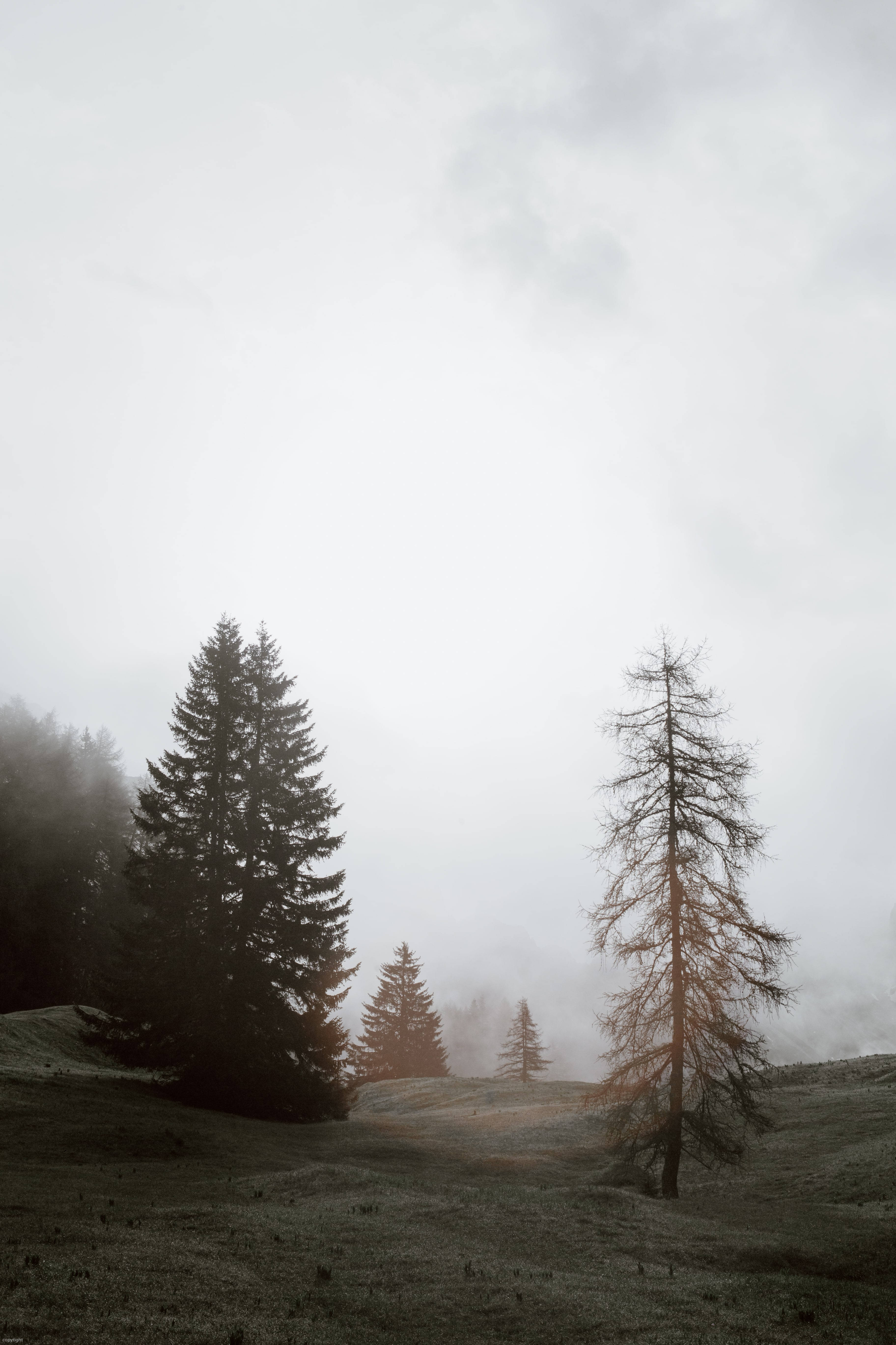 Tåkete Skog Dempet Bakgrunner
