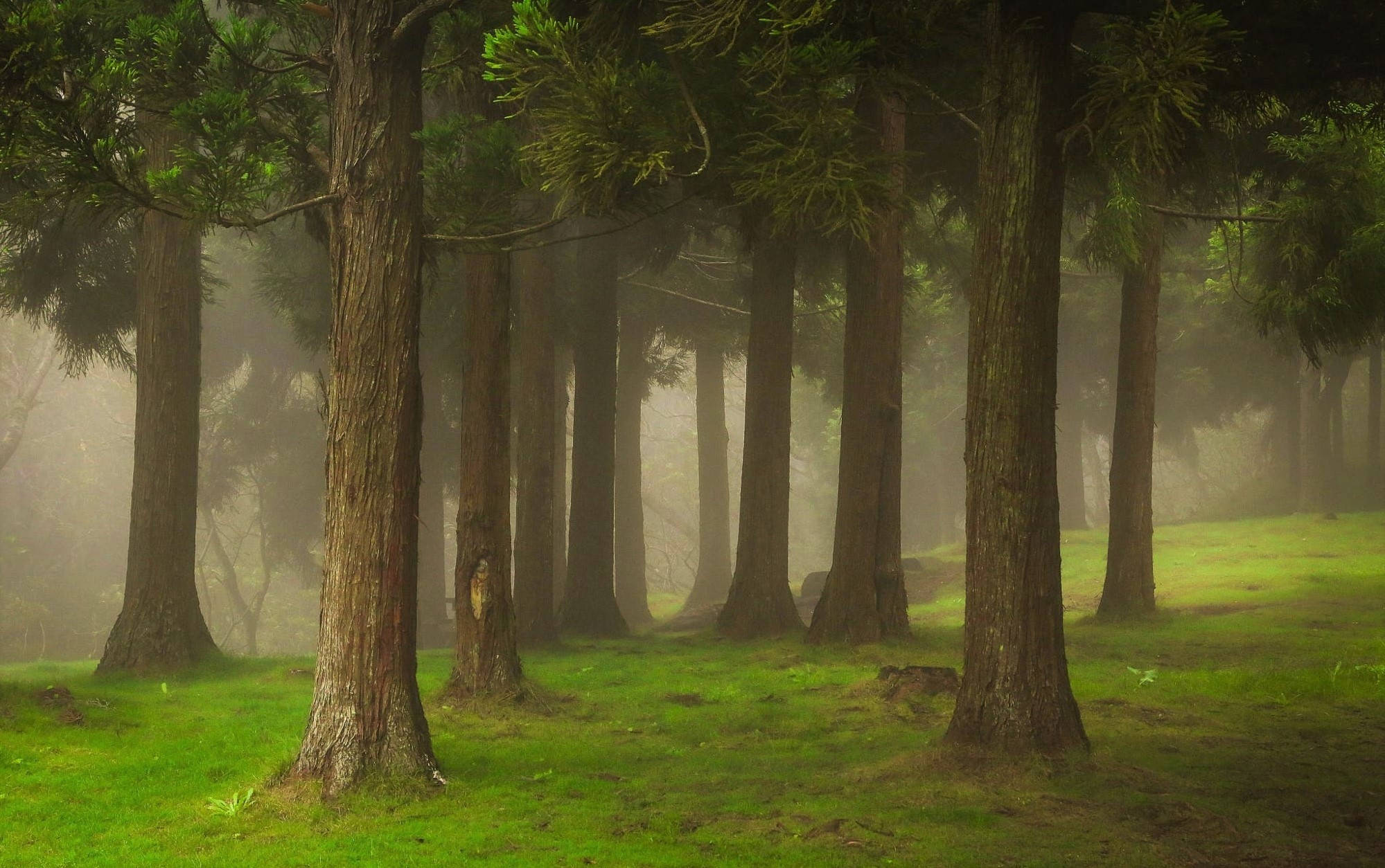 Tåkete skog med gressdekke Bakgrunner